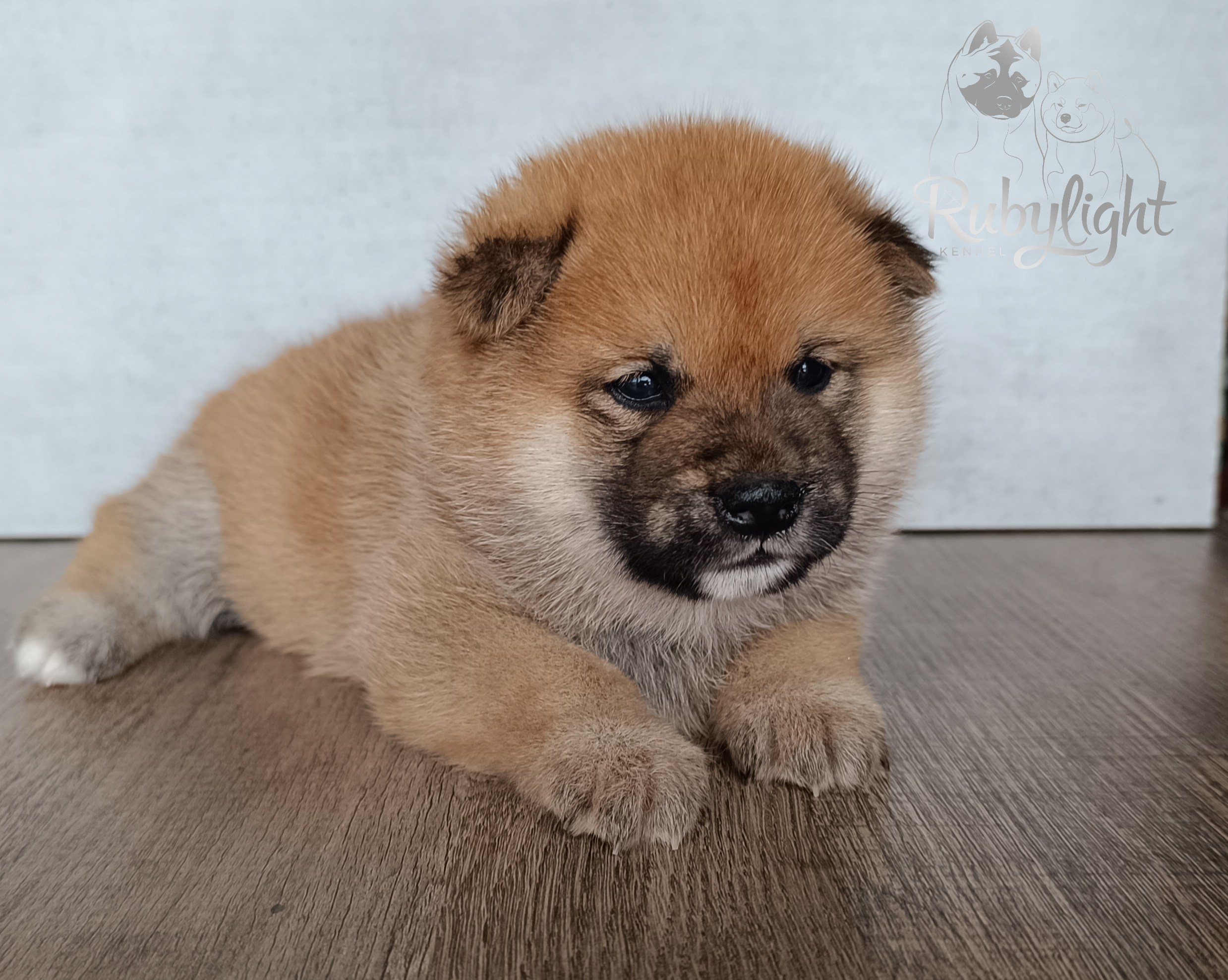 Сиба Rubylight Everest питомник Рубилайт 