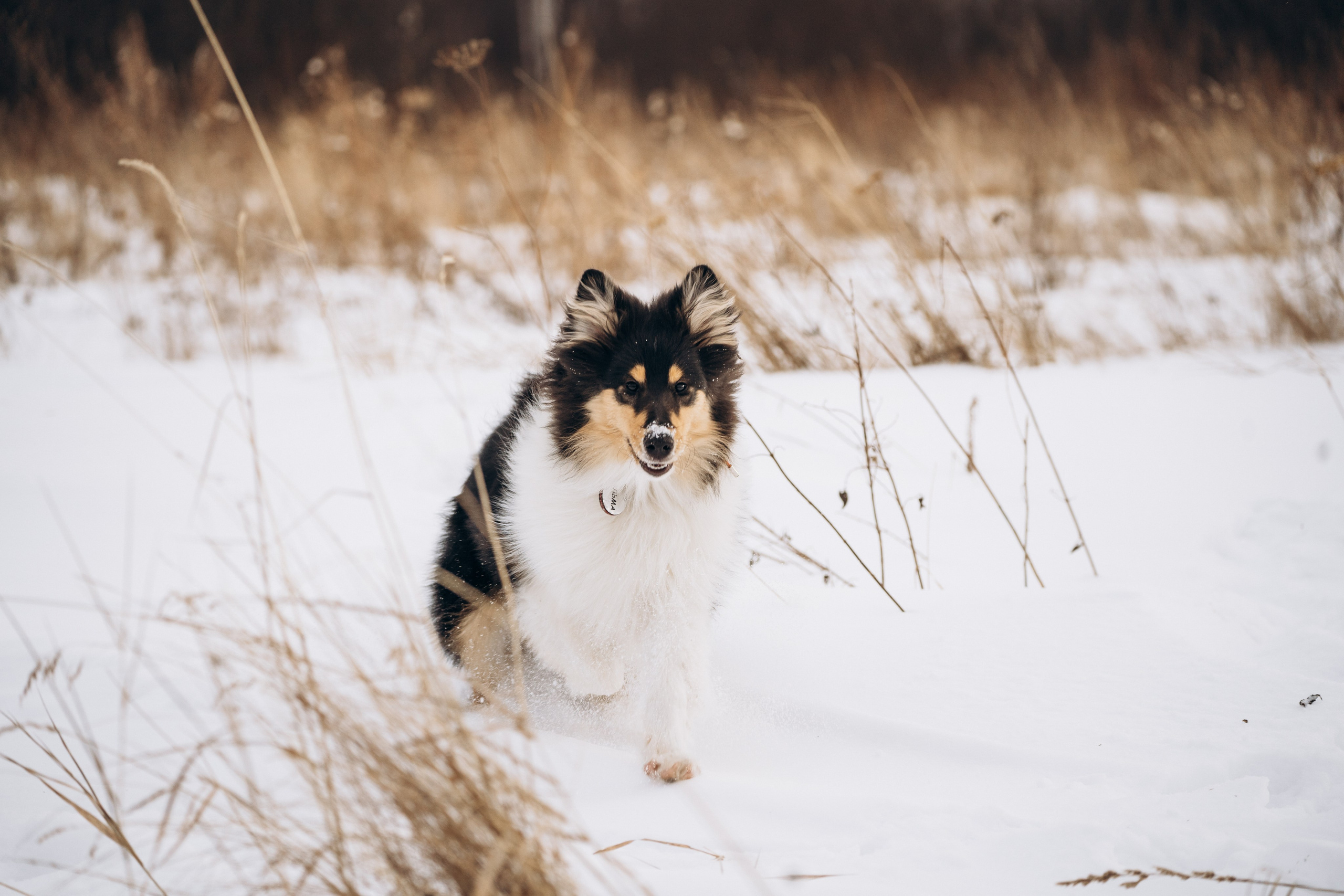 Альма. Фотограф-анималист Анастасия Большакова