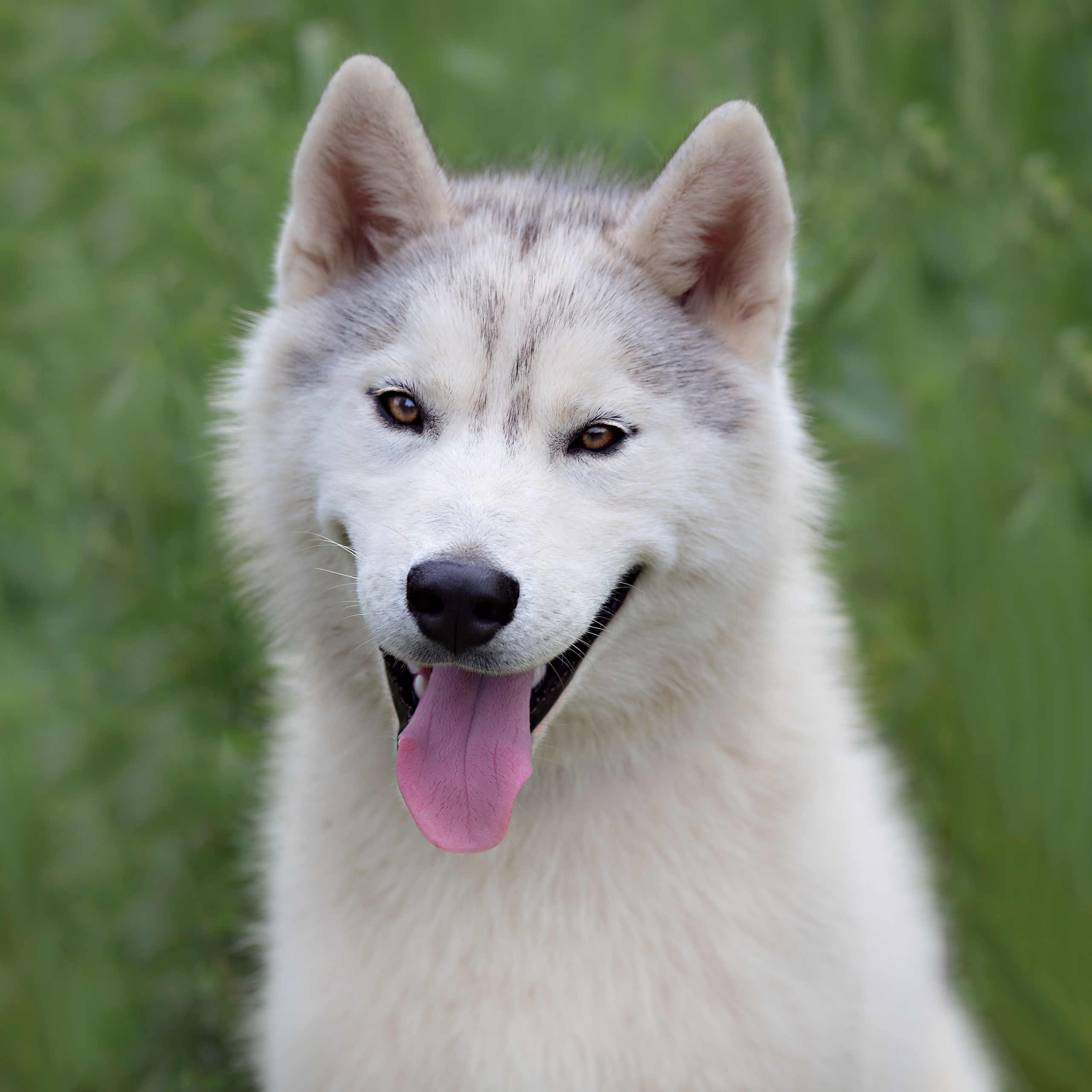 Домашние животные (фотосессия питомцев). Семейный фотограф в Екатеринбурге