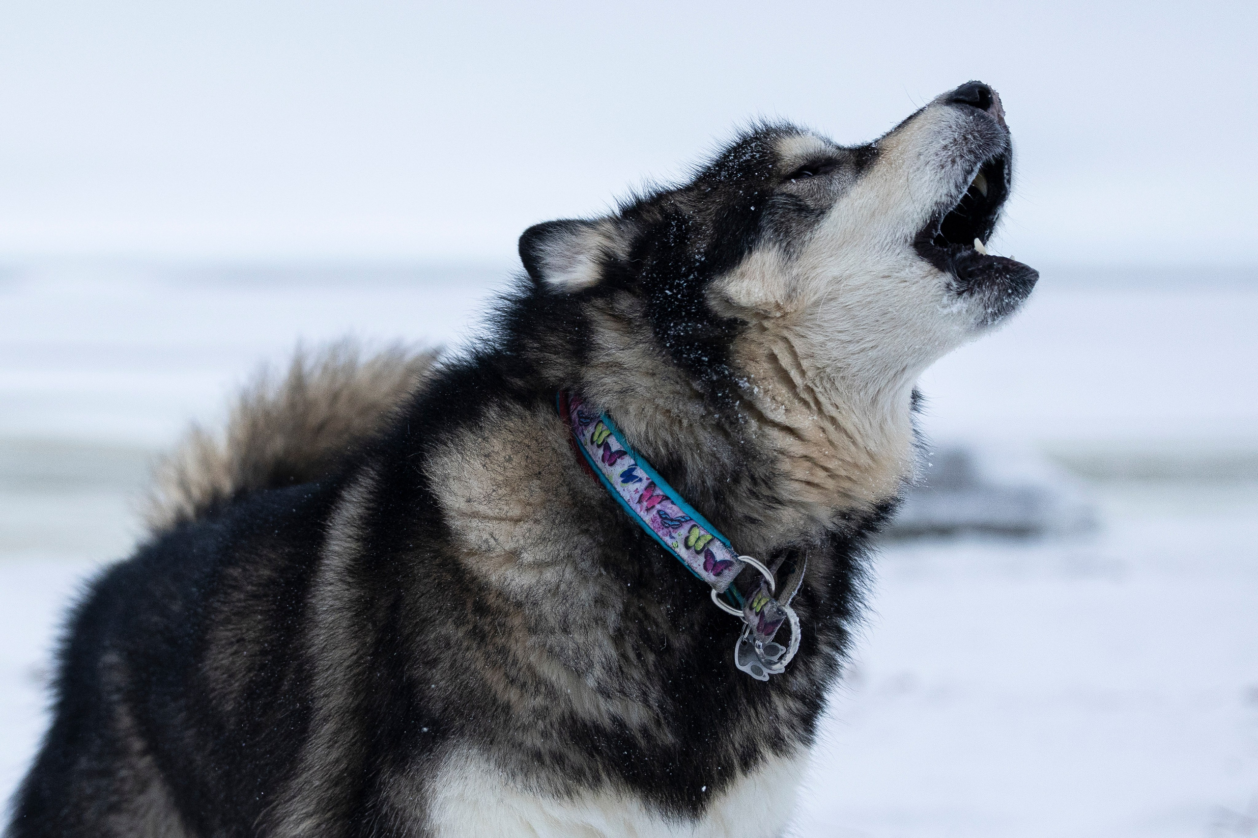 Юрген. Фотограф-анималист Анна Маринич