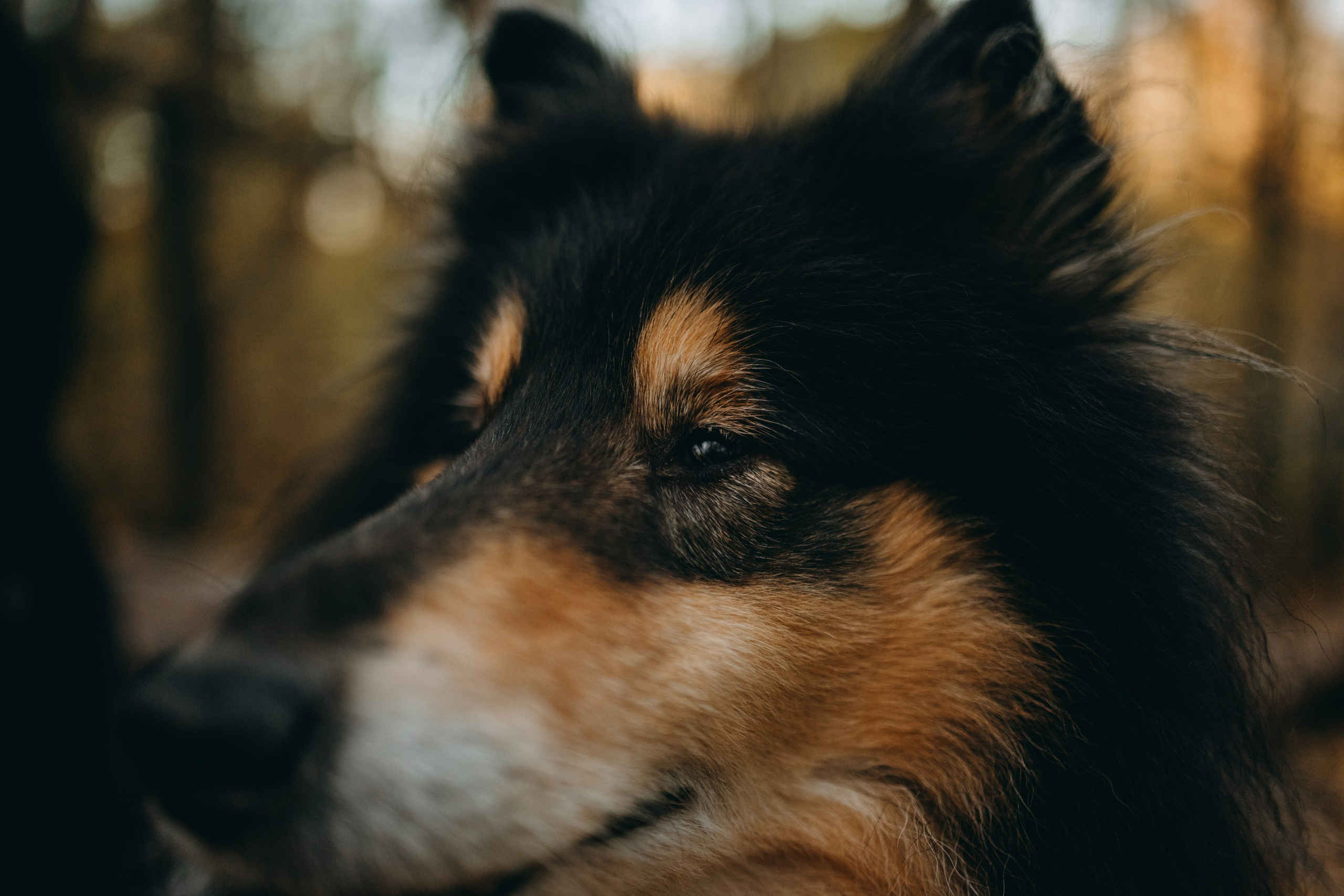 Ия и Барт. Фотограф — Анималист | Санкт-Петербург