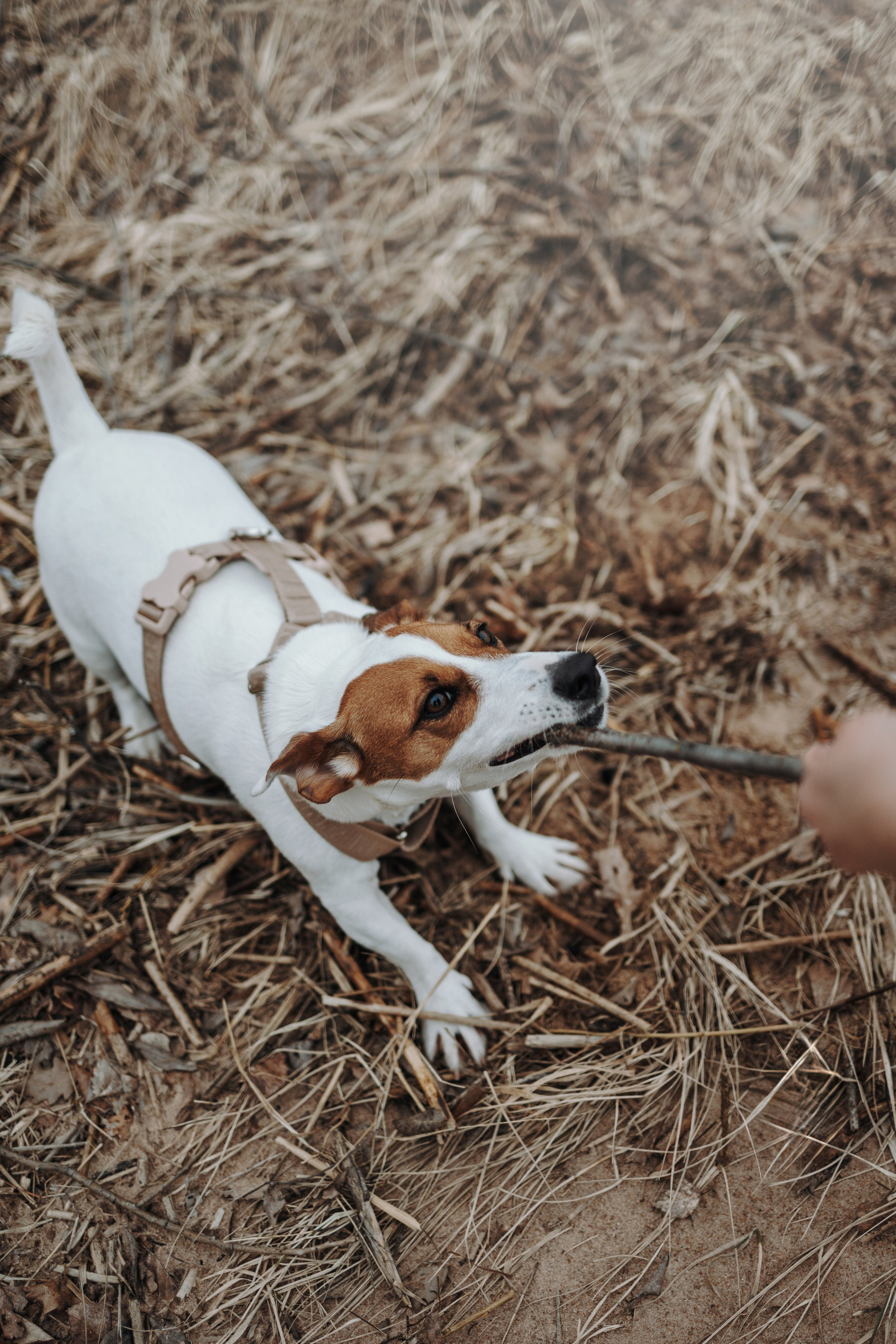 Саша и Джеки. Фотограф — Анималист | Санкт-Петербург