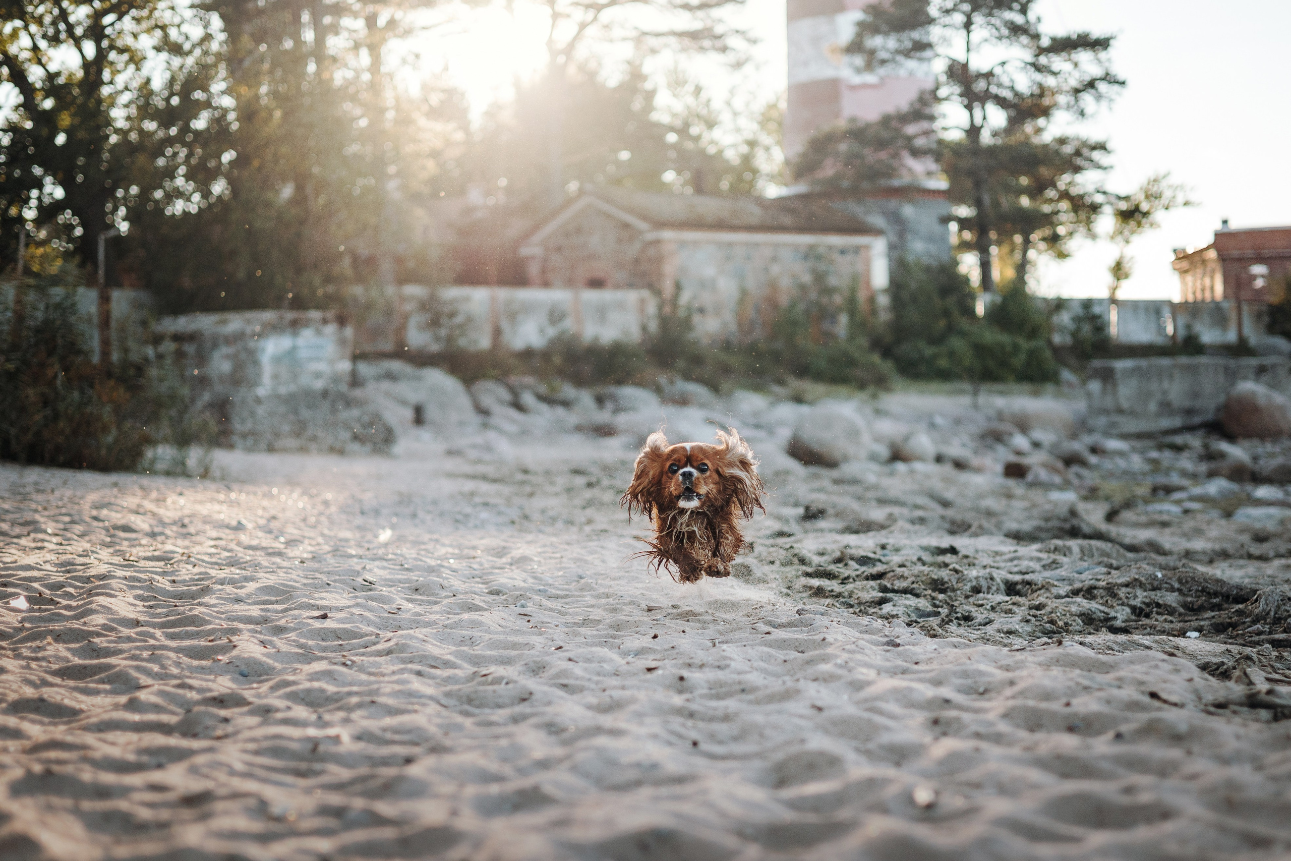 Верон, Гарри и их семья. Фотограф — Анималист | Санкт-Петербург