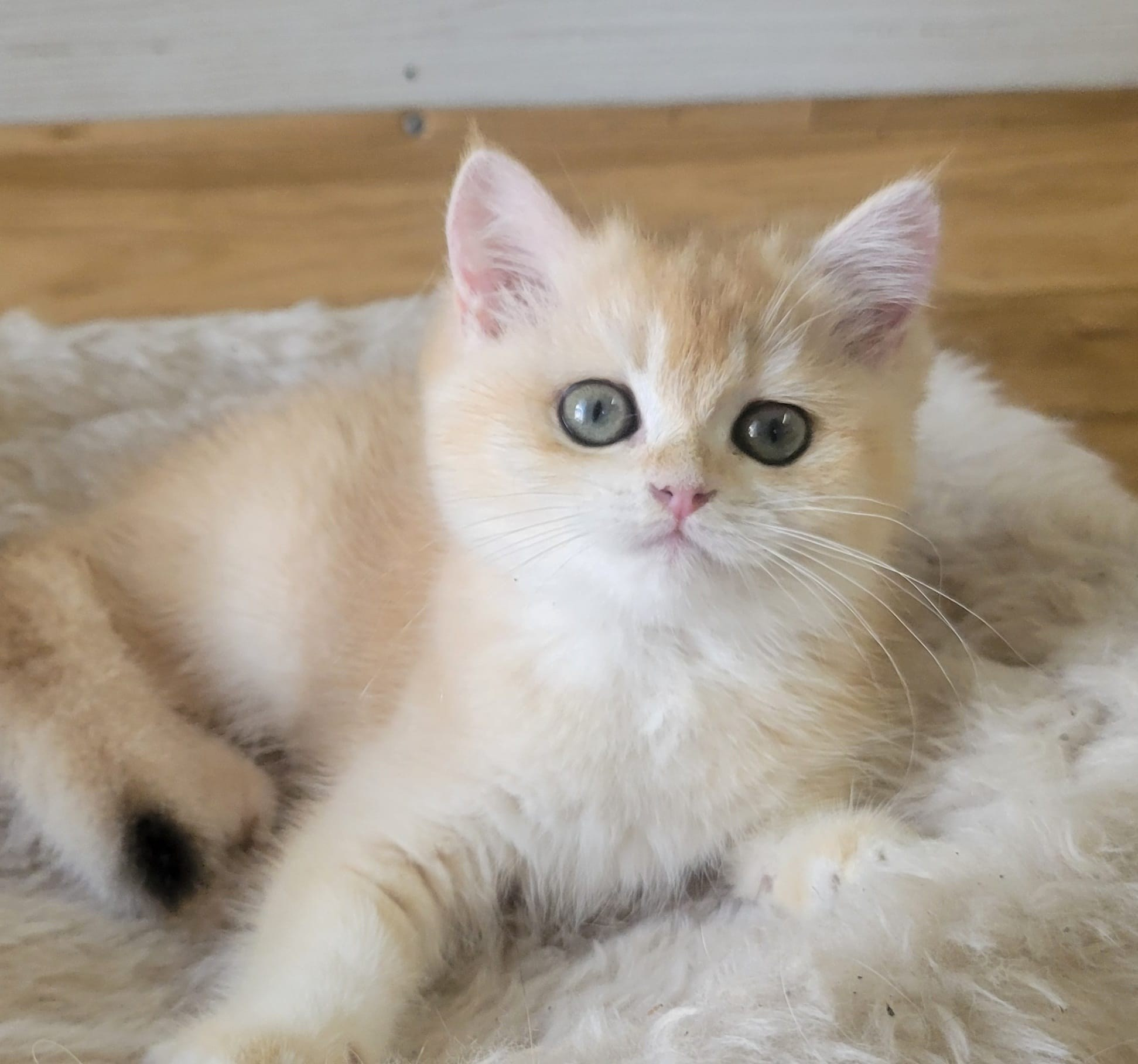 Miki, female, DB 06.14.24, sold. British shorhair Cats