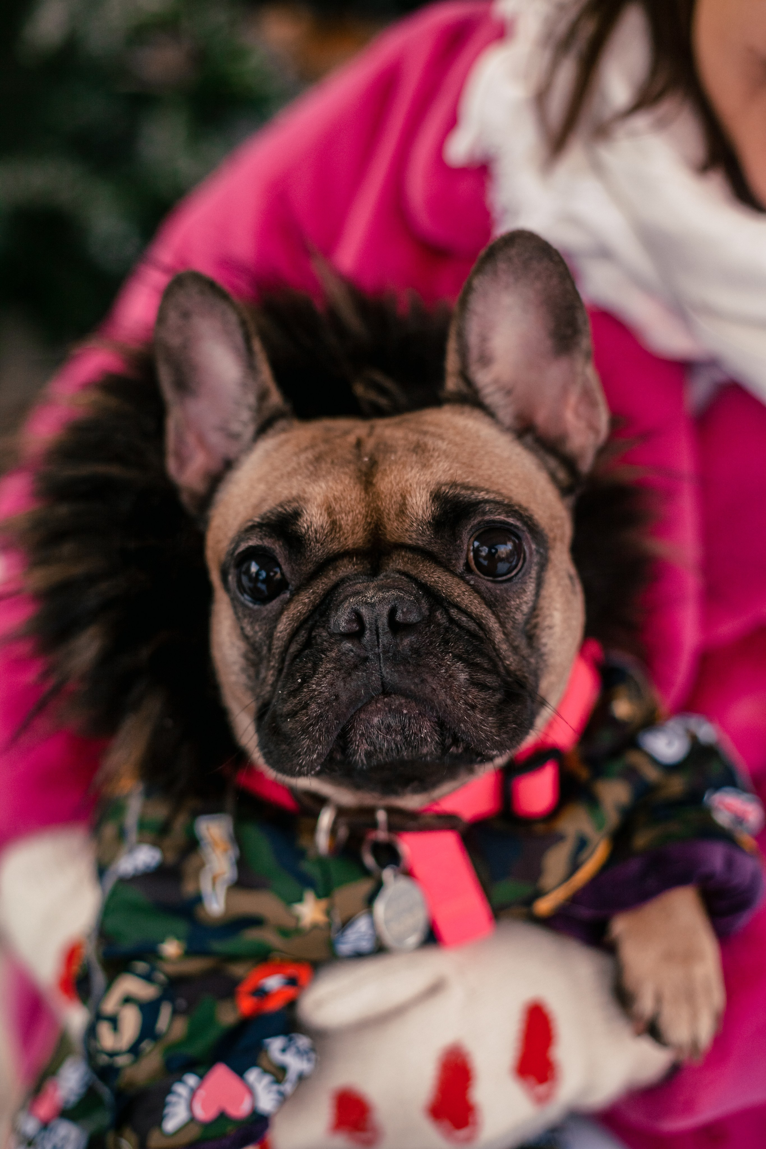 Зингер дача. Фотограф-анималист Татьяна Степанова