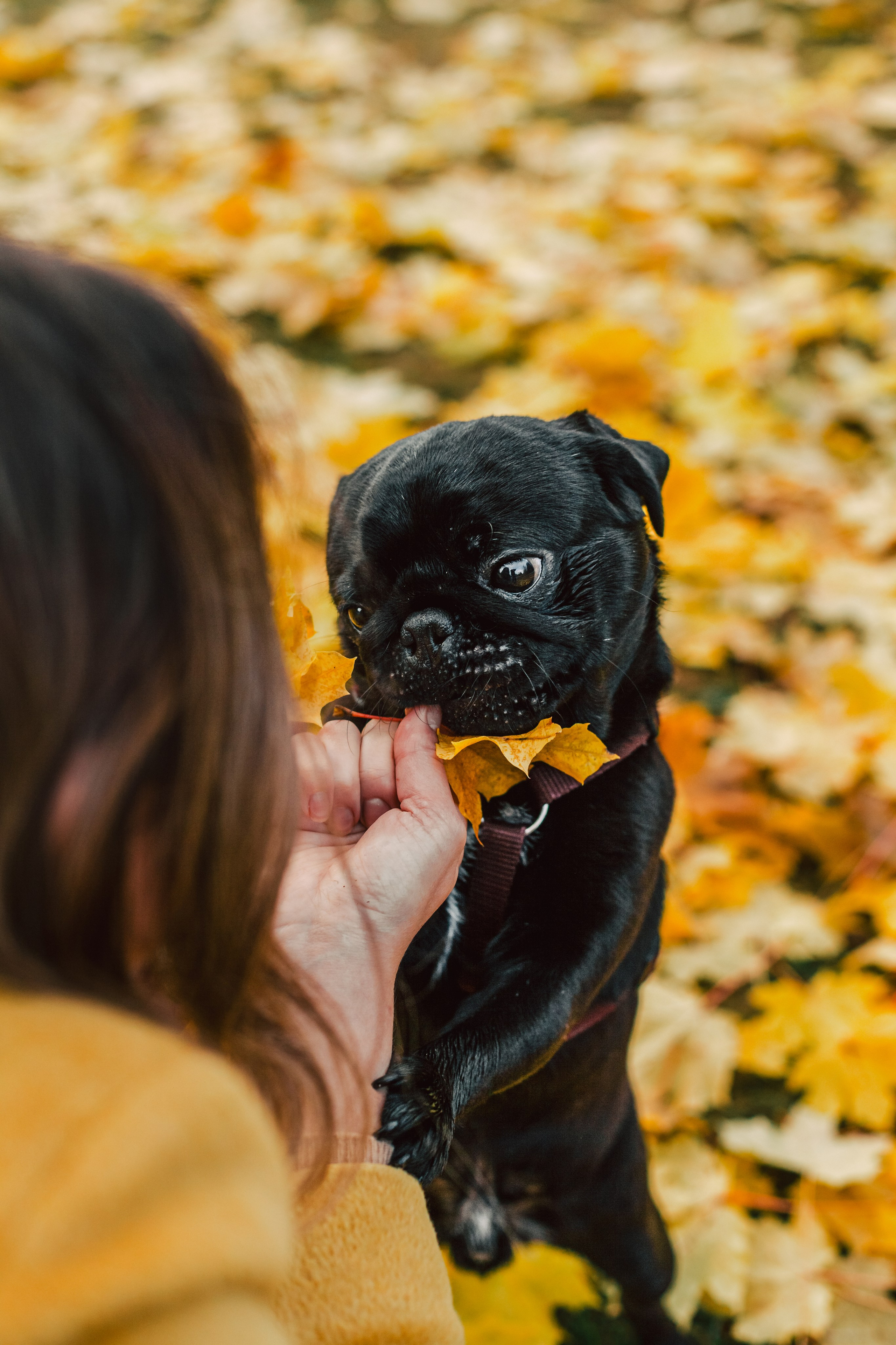 Оля, Харви, Луис. Фотограф-анималист Татьяна Степанова