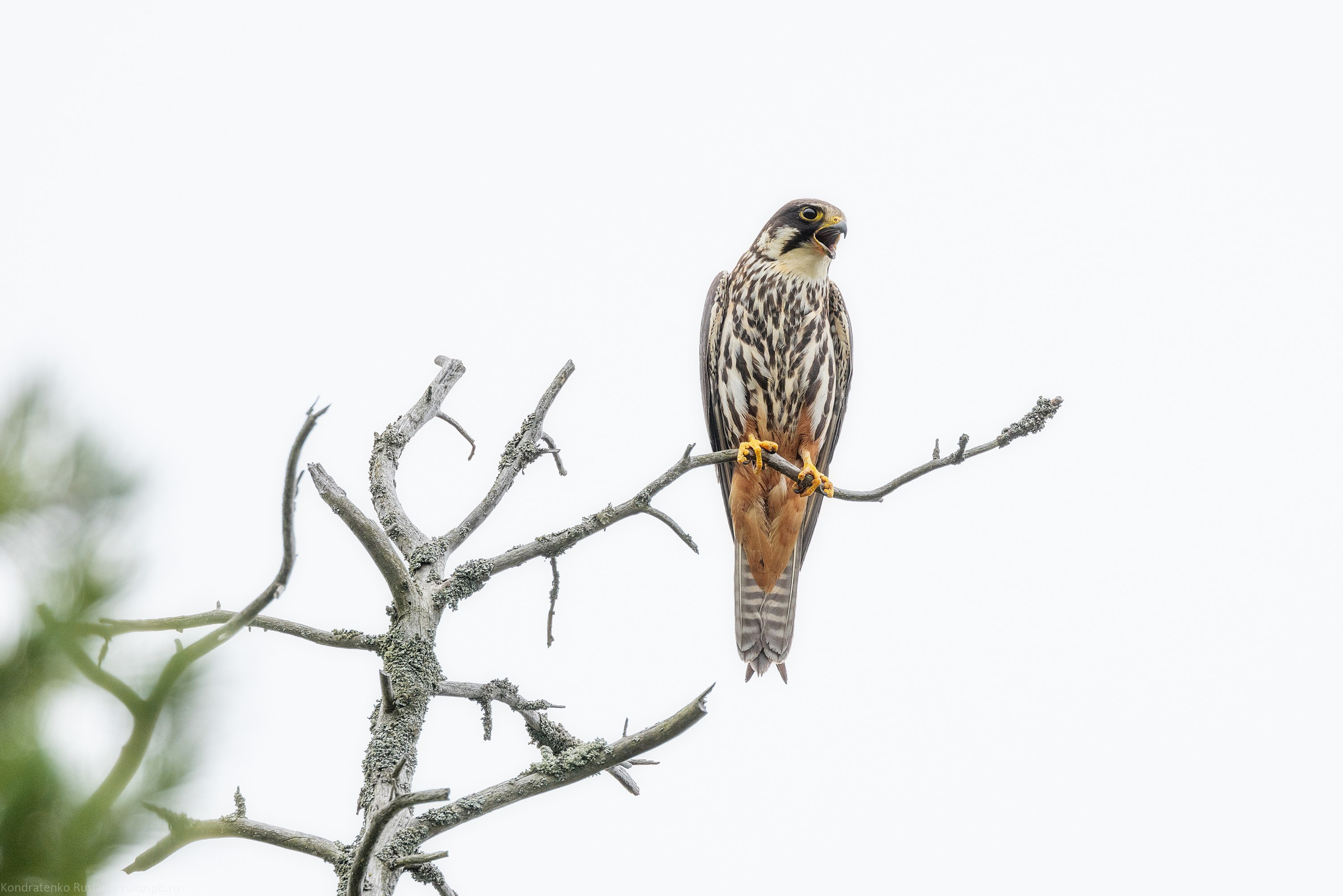 Чеглок. Архитектурный и пейзажный фотограф Кондратенко Руслан, Санкт-Петербург