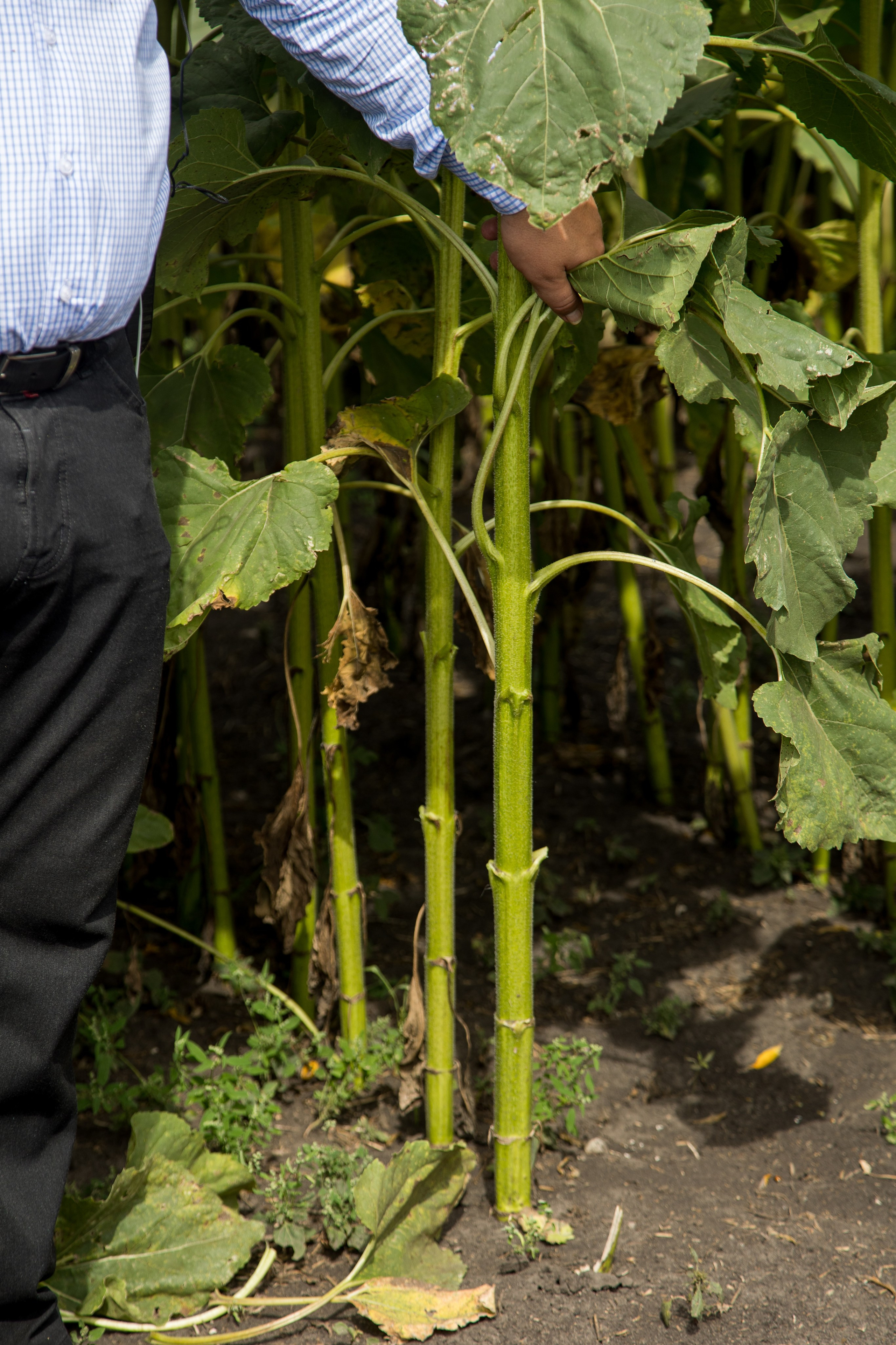 Решения для сельского хозяйства BASF 16.08.2022. Владислав Волков | Фотография и видеосъемка в Воронеже