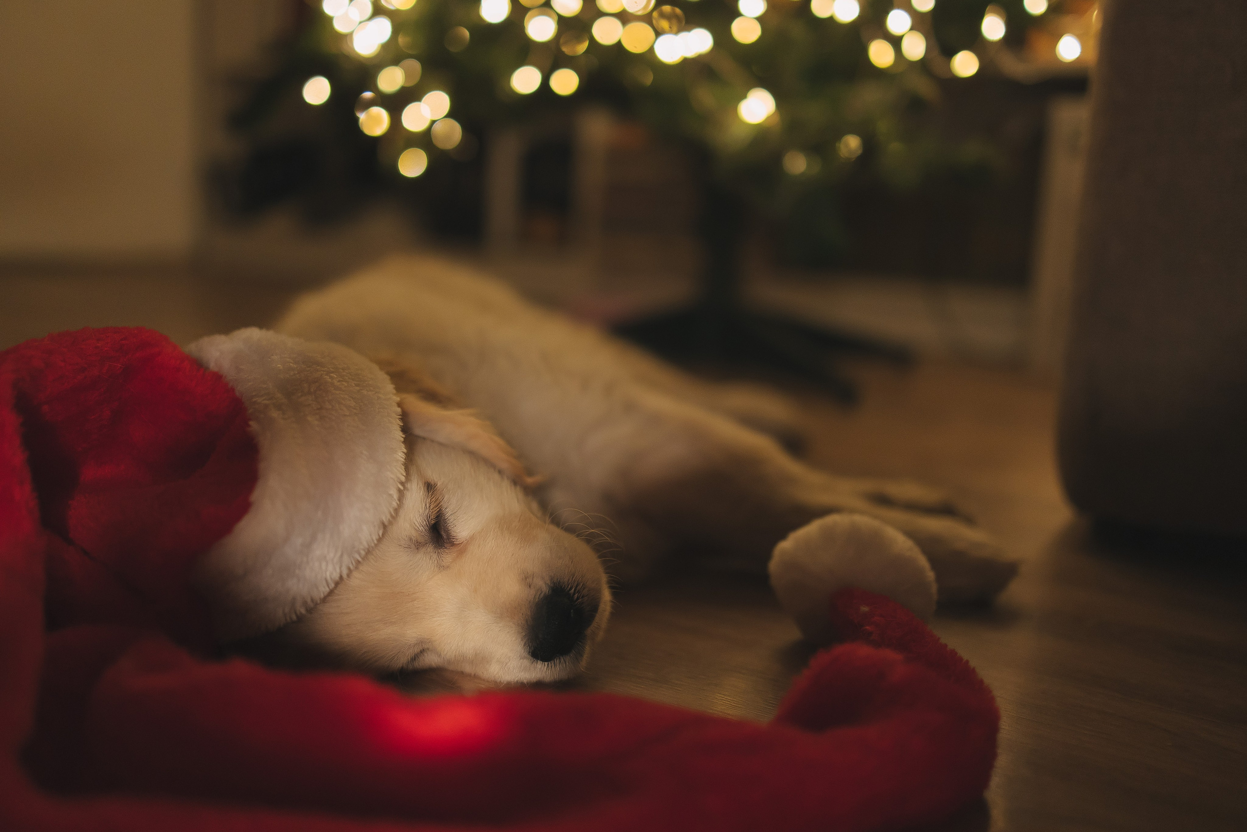 Снежик и Веста, НГ. Свадебный и женский фотограф