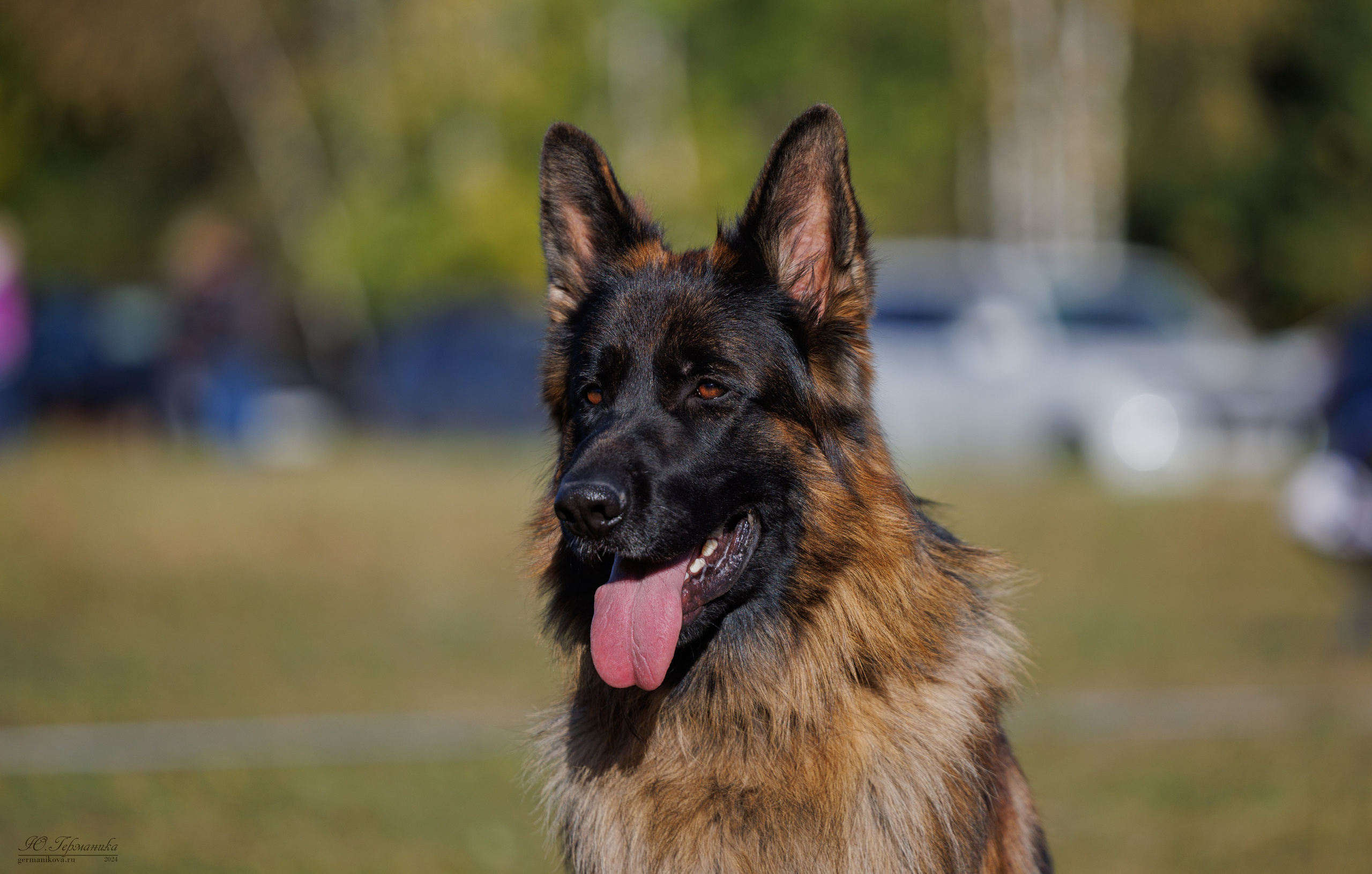 Тверь немецкие овчарки 22.09.2024. Фотограф-анималист Юлия Германика