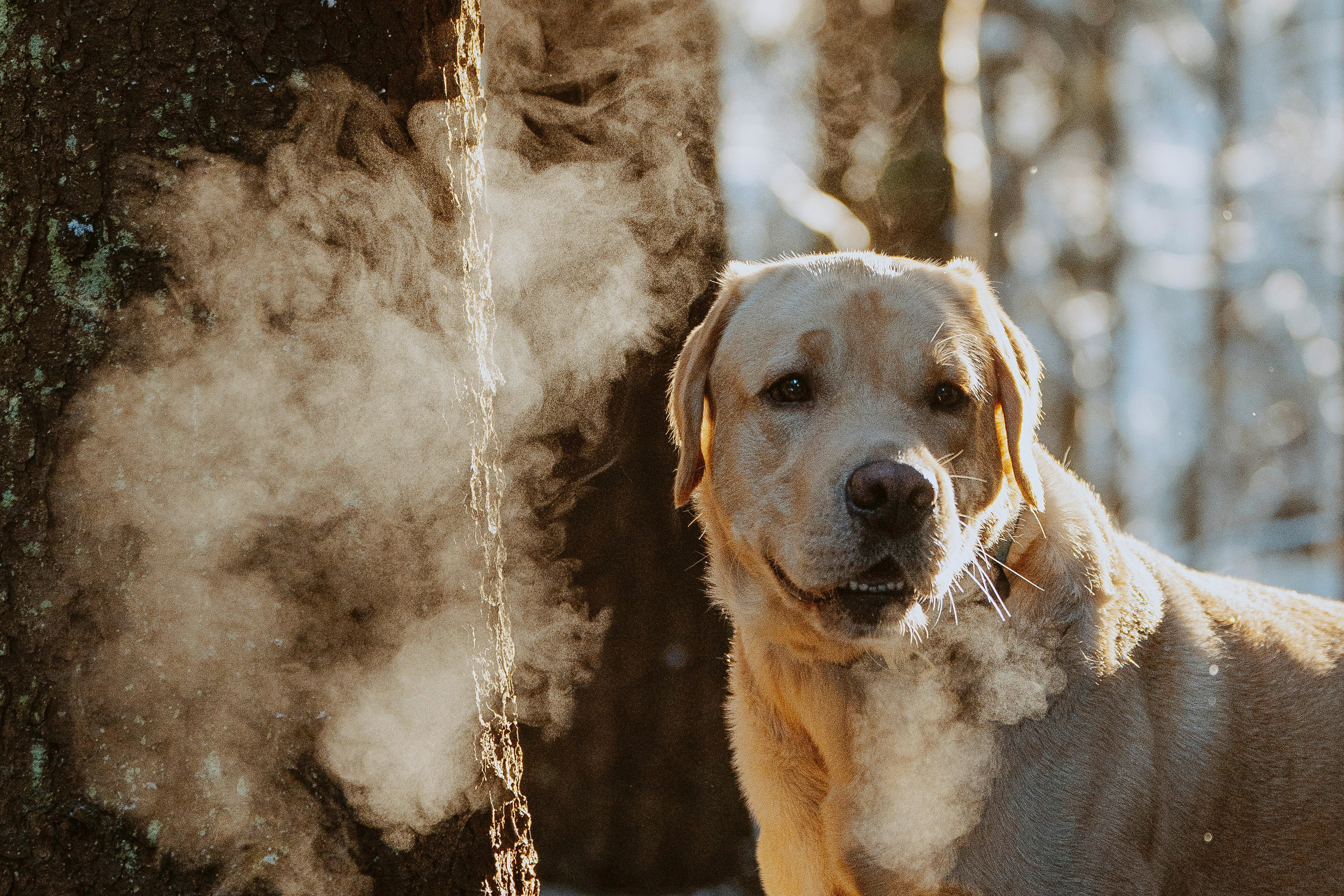 Аня и Честер. Фотограф анималист в Спб недорого Олеся Майорова