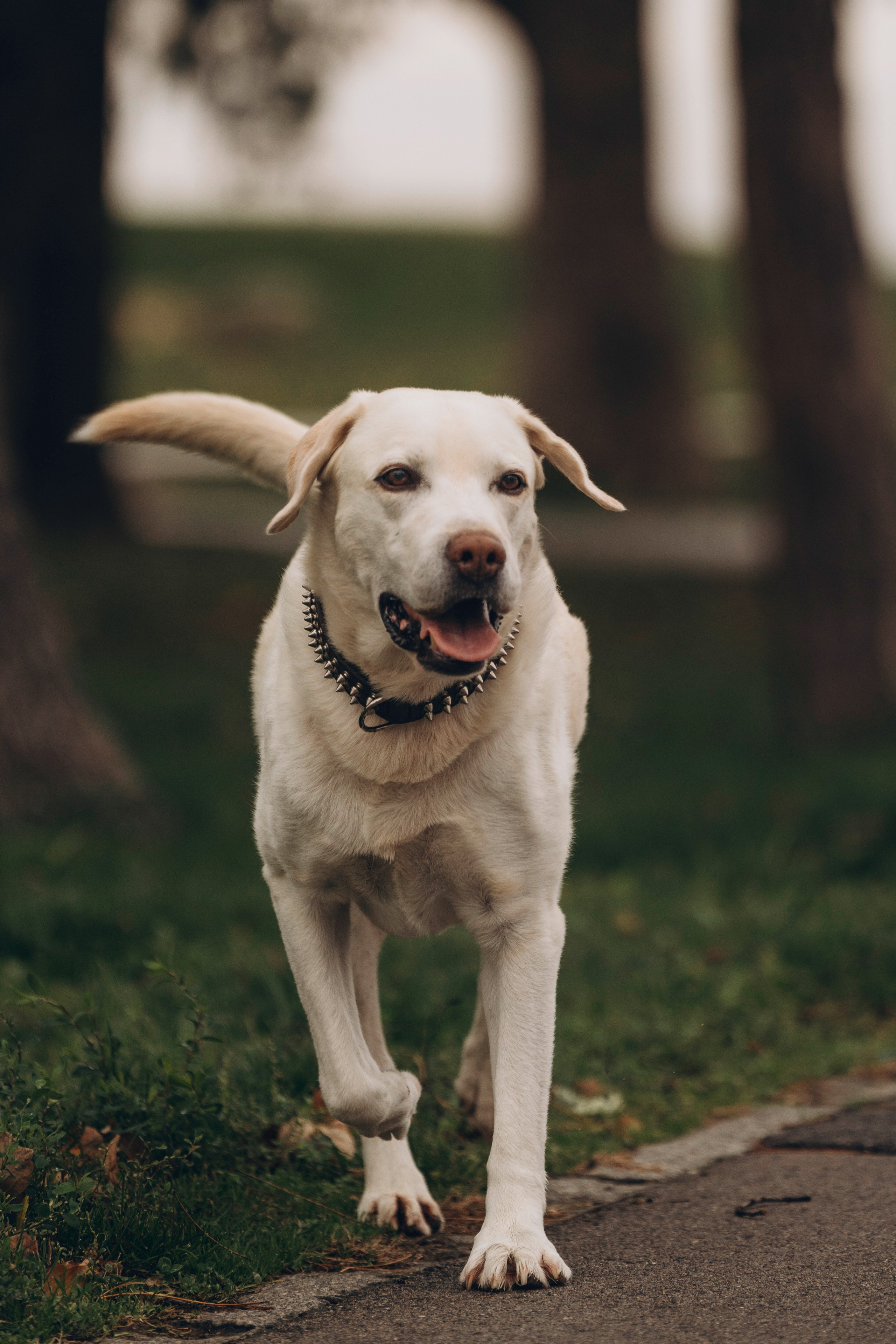 Вати, Лена и Леван. Фотограф анималист в Спб недорого Олеся Майорова
