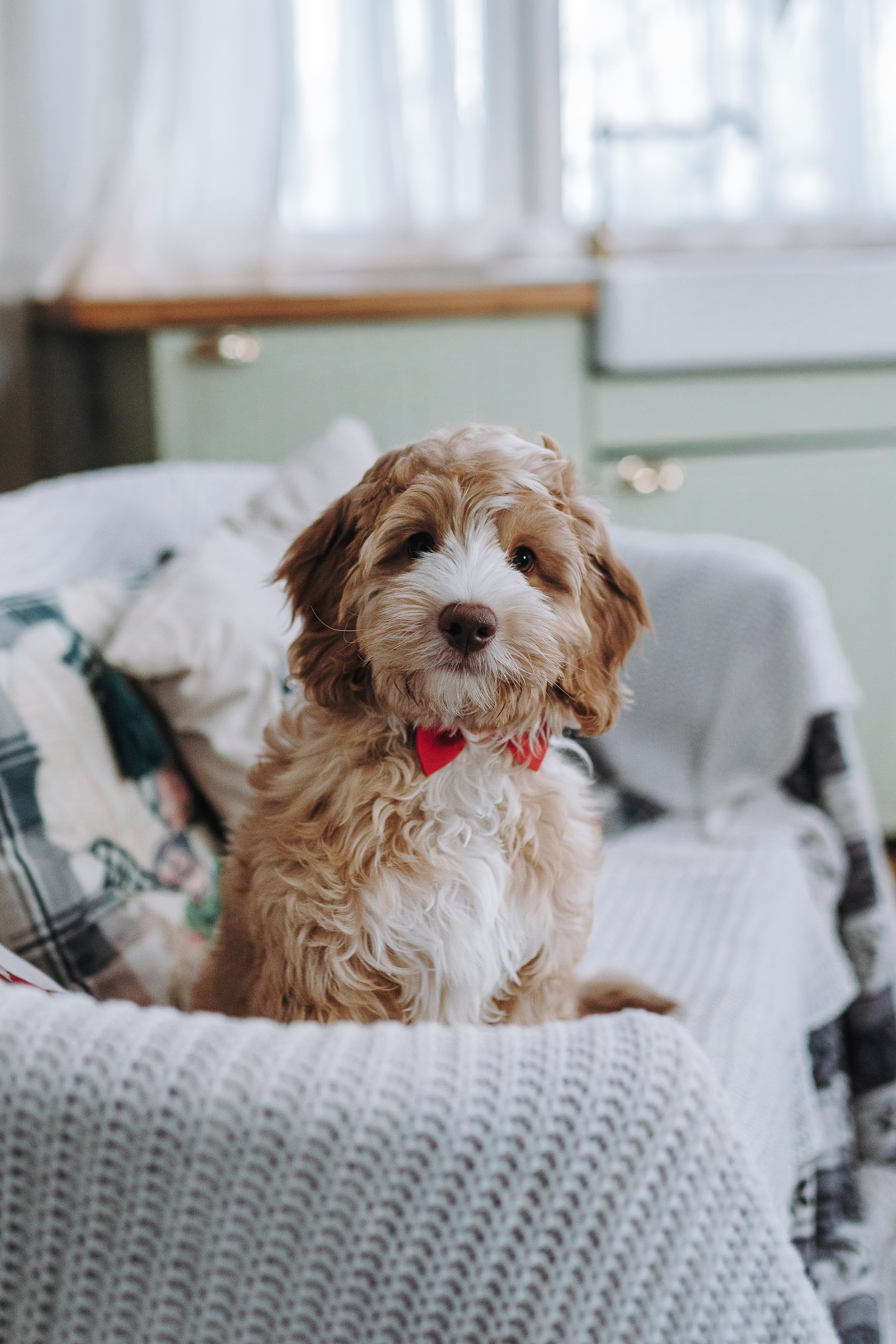 Мёрфи, Таня и Антон. Фотограф анималист в Спб недорого Олеся Майорова