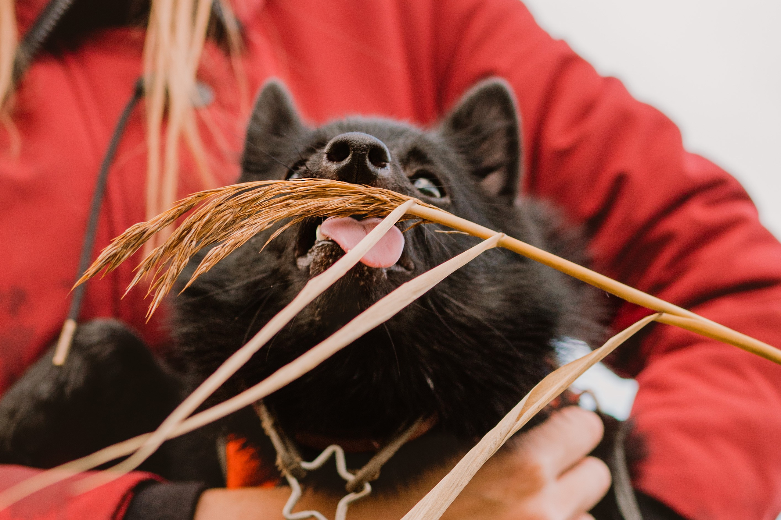 Евгения и Акула. Фотограф анималист в Спб недорого Олеся Майорова