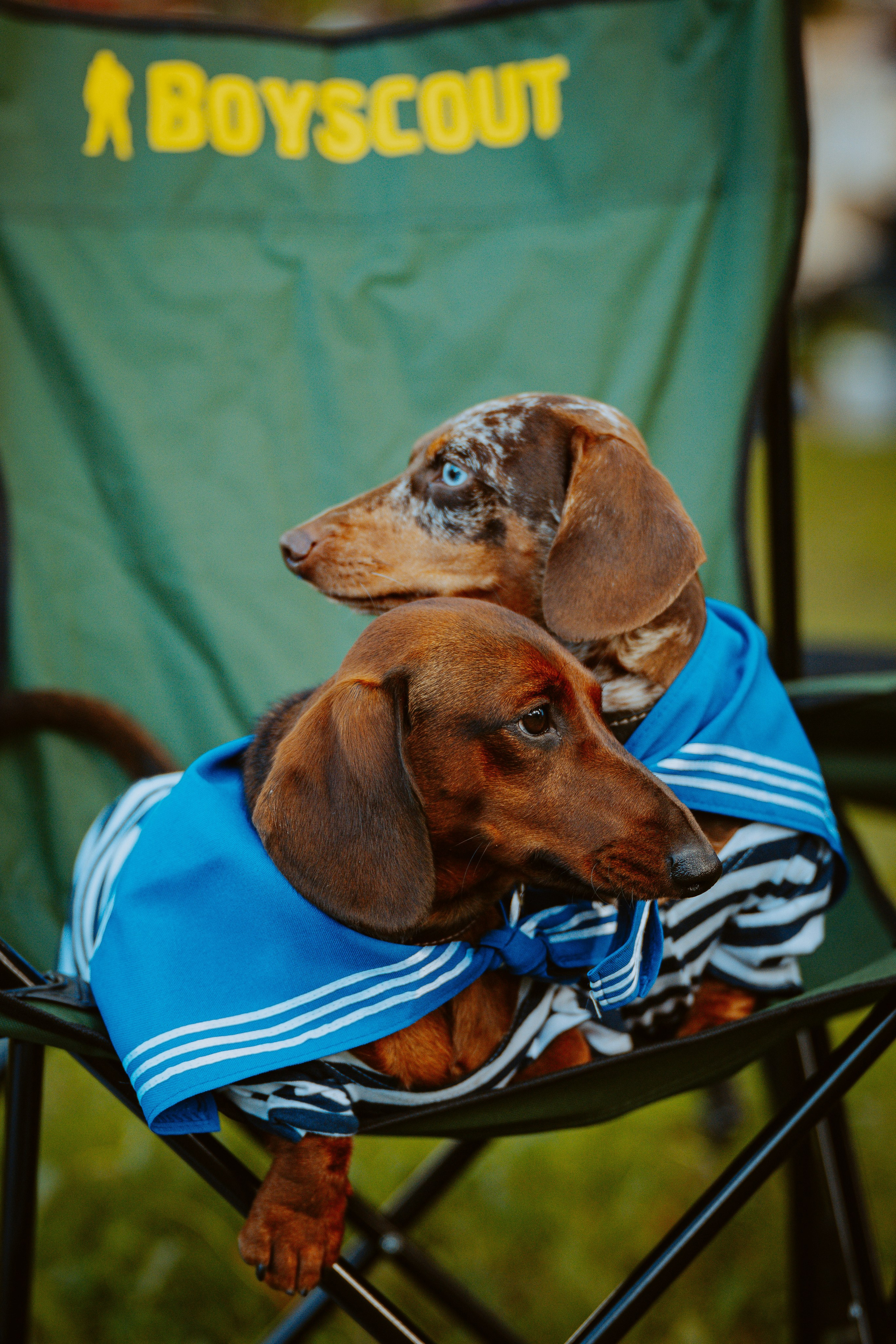 Такспарад. Фотограф анималист в Спб недорого Олеся Майорова
