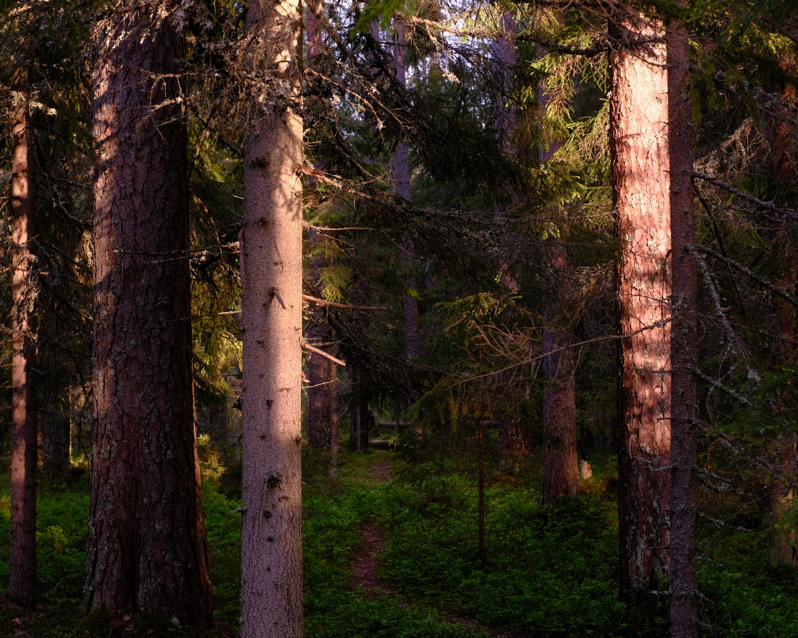 Орехово | май 2025