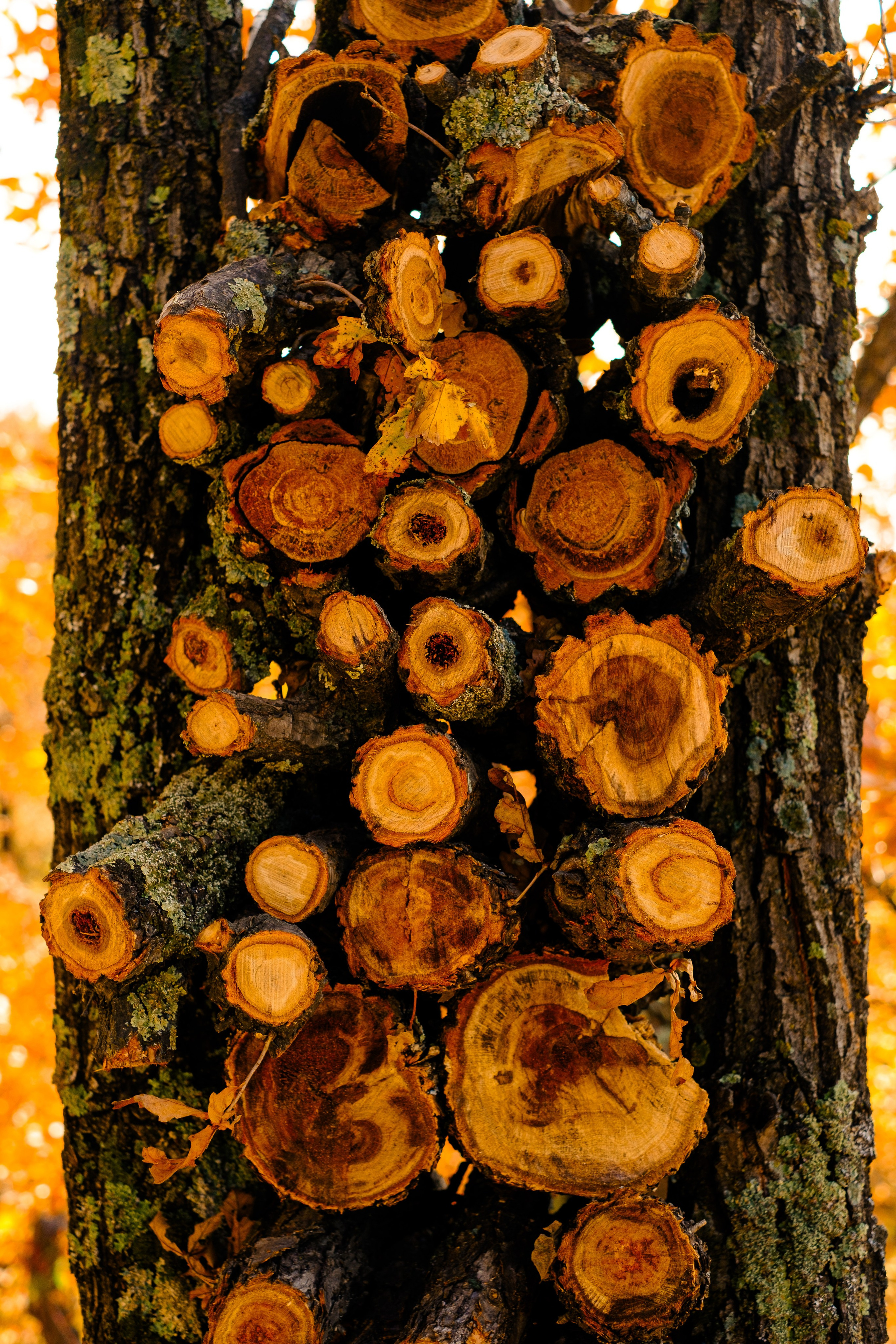 Михайловские столбы осенью. Фотограф Благовещенска Яна