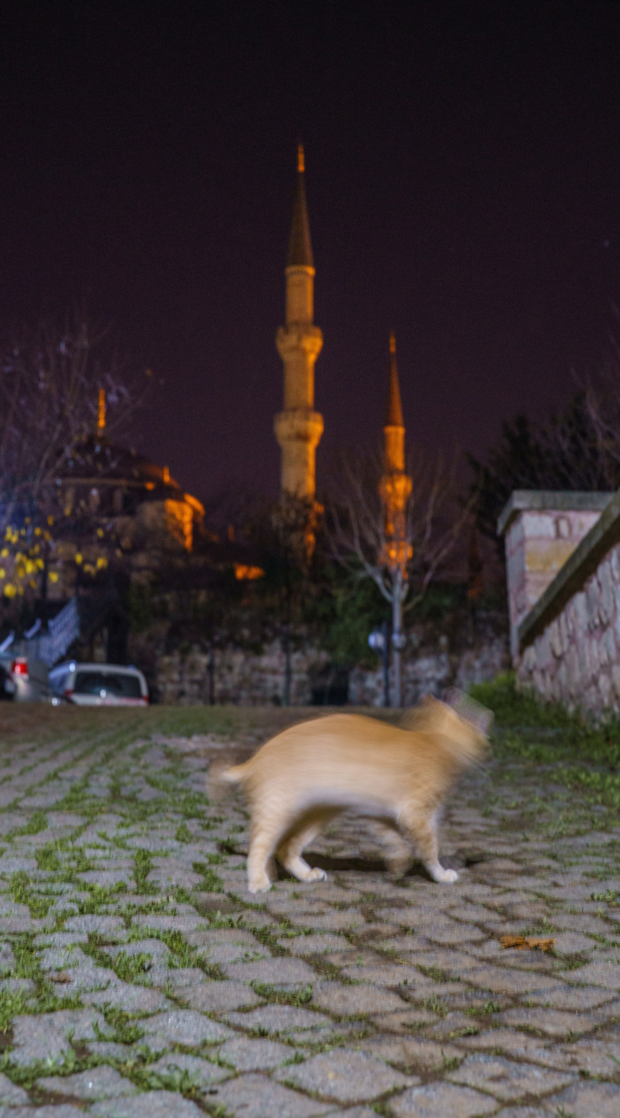 Кошки. Фотографии Дмитрия Захаренко