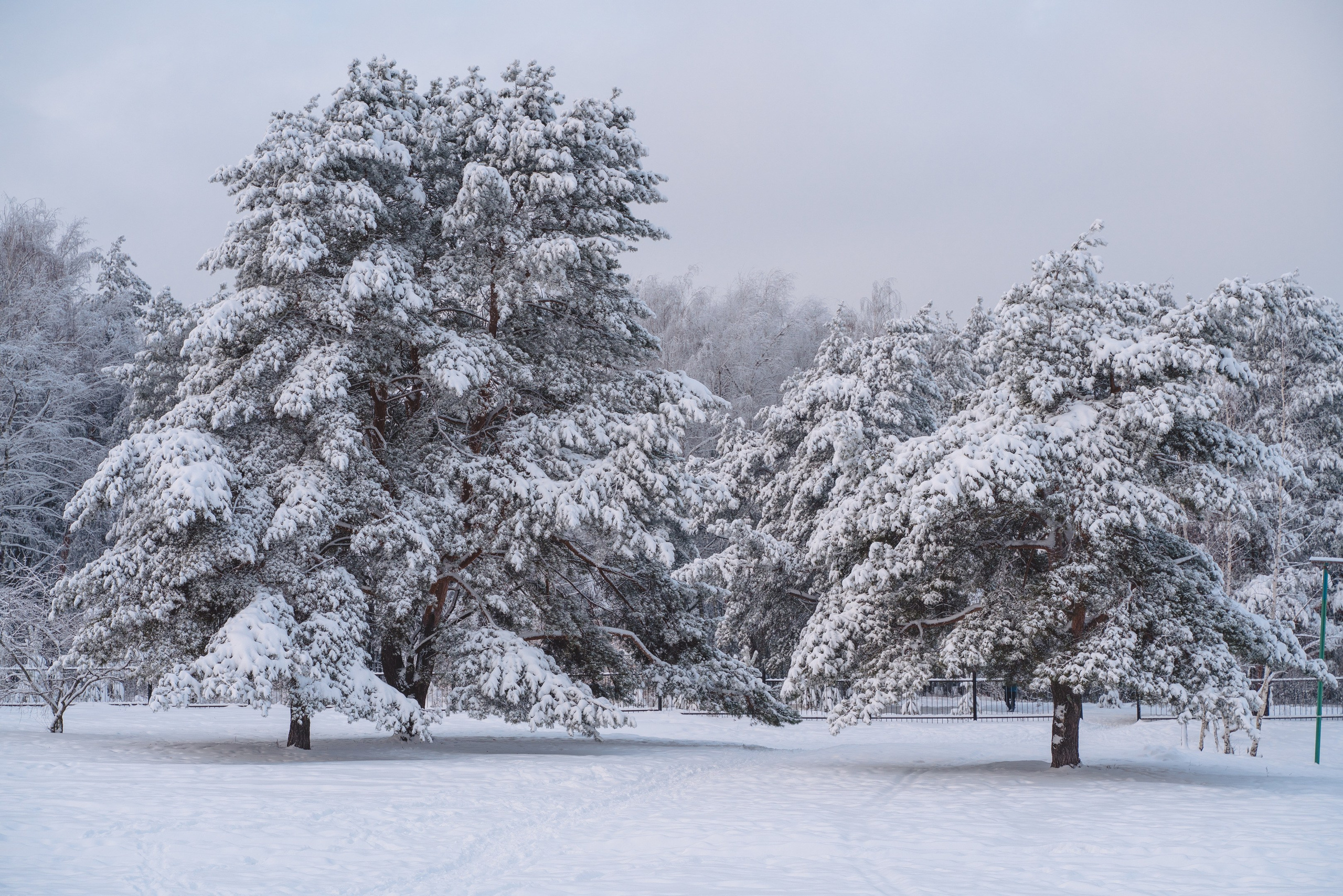 Жулебинский лесопарк