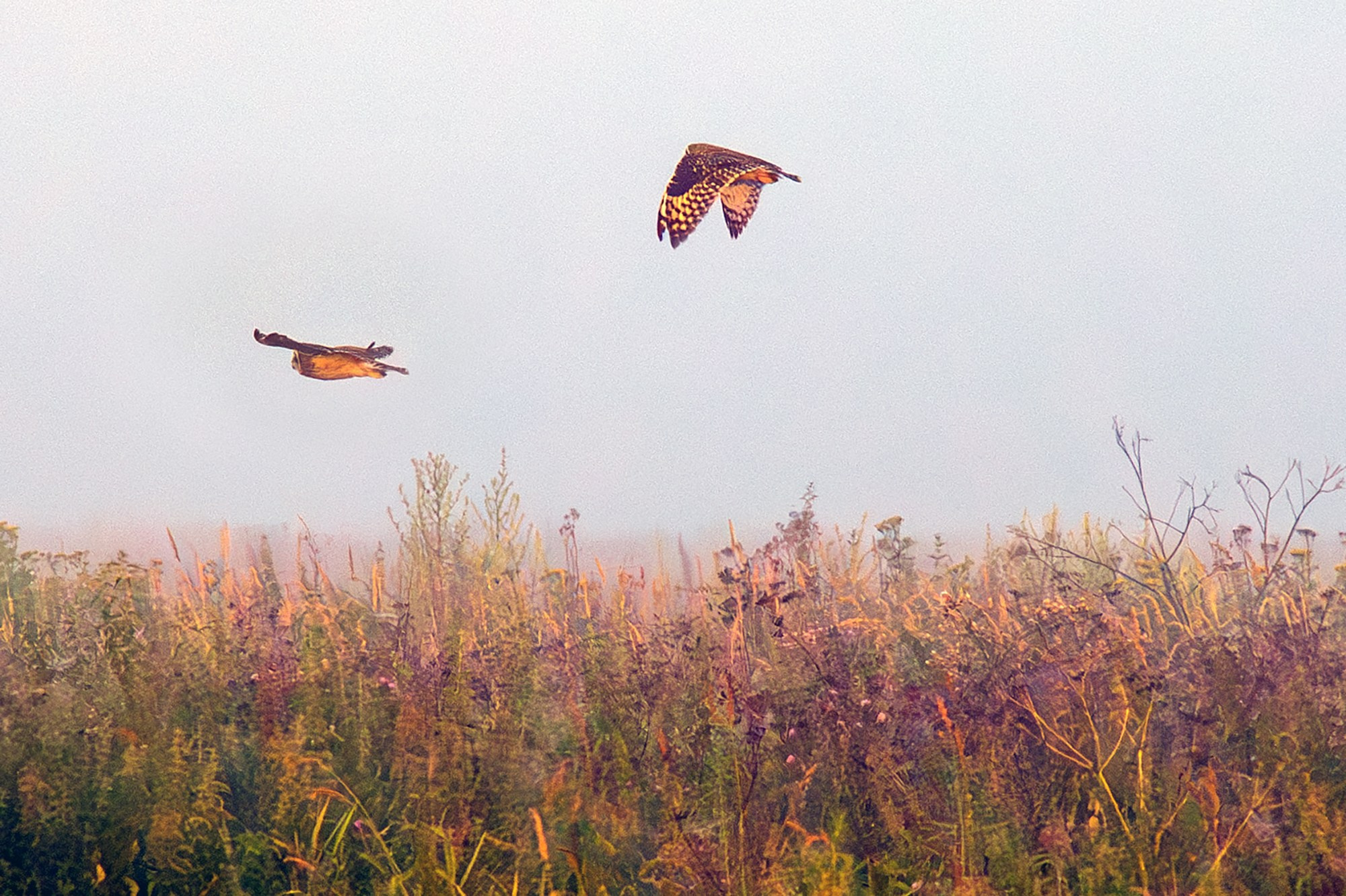 Удивительные мир птиц. Вокруг нас столько прекрасного — присмотритесь!. Ваш личный фотограф Марина Волкова