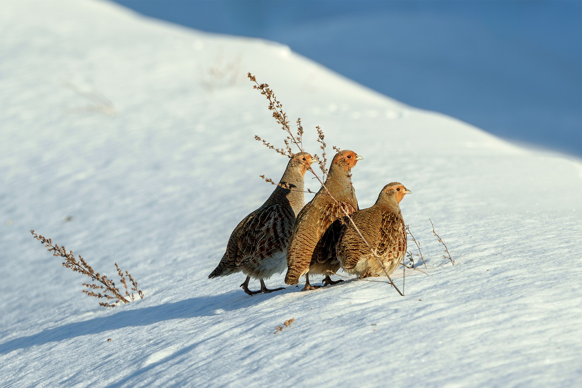 Удивительные мир птиц. Вокруг нас столько прекрасного — присмотритесь!. Ваш личный фотограф Марина Волкова
