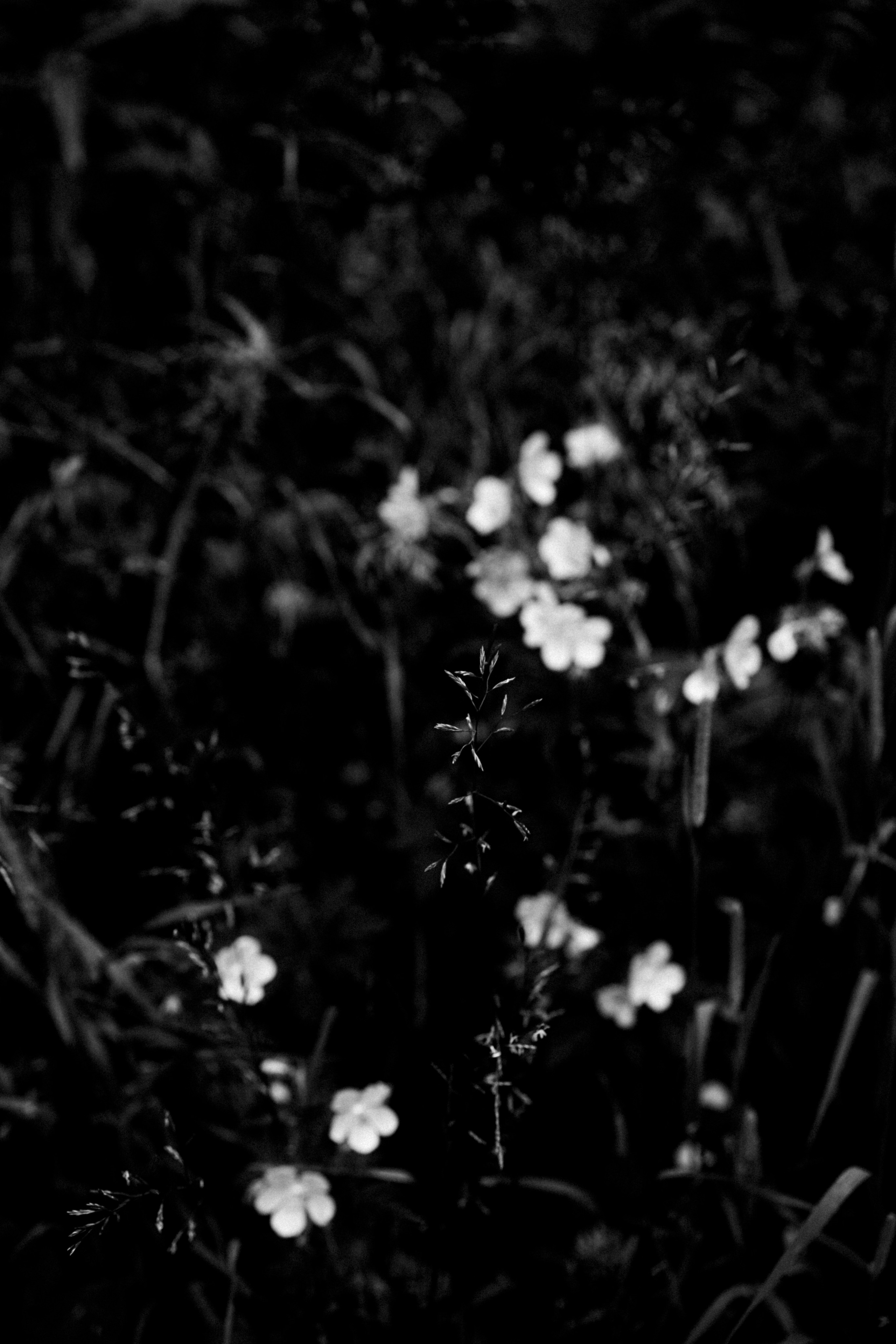 Лес. Veronika Popadeikina Photographer