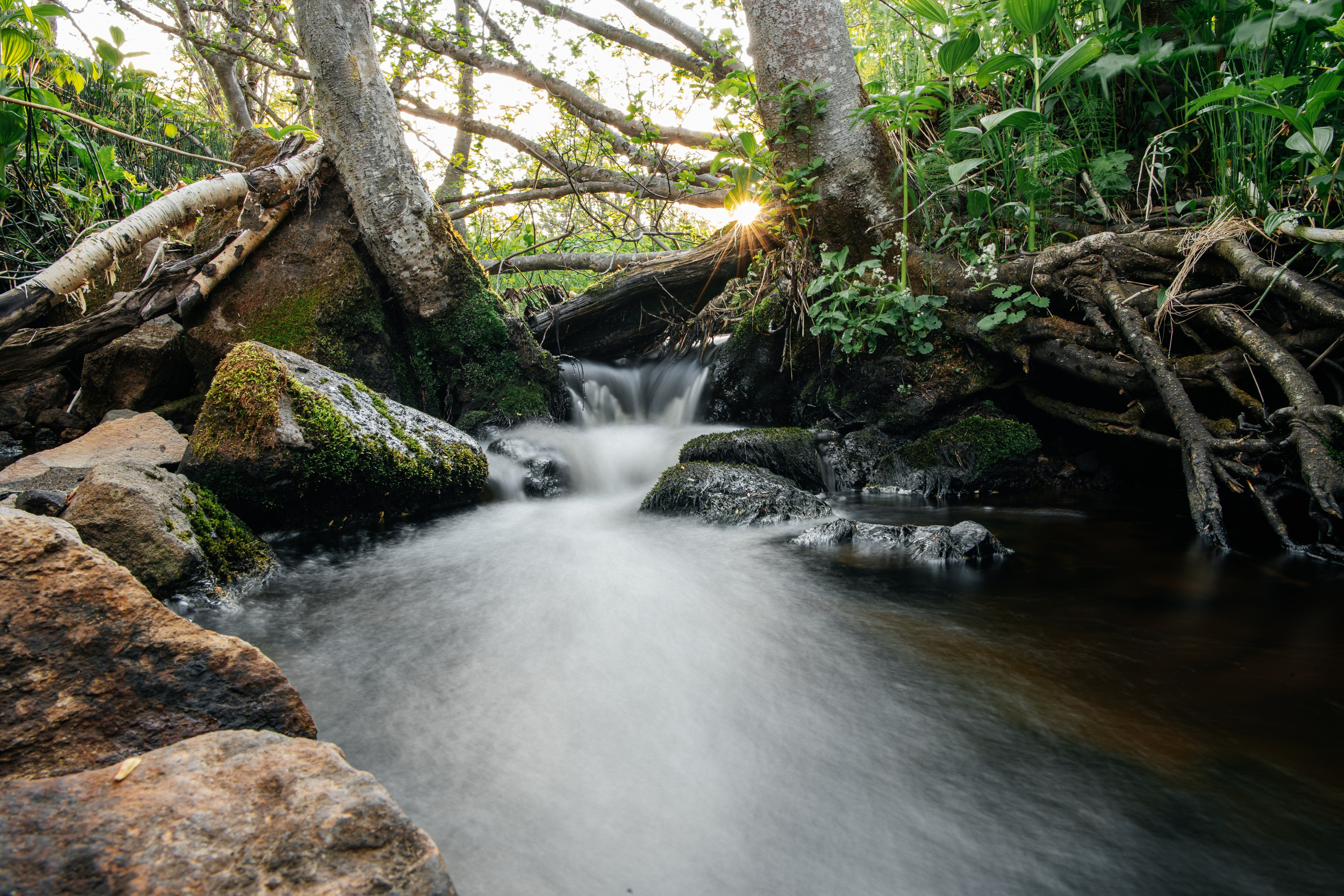 Природа. Людмила Москвичёва — Фотограф на все случаи жизни.Камчатка/Владивосток