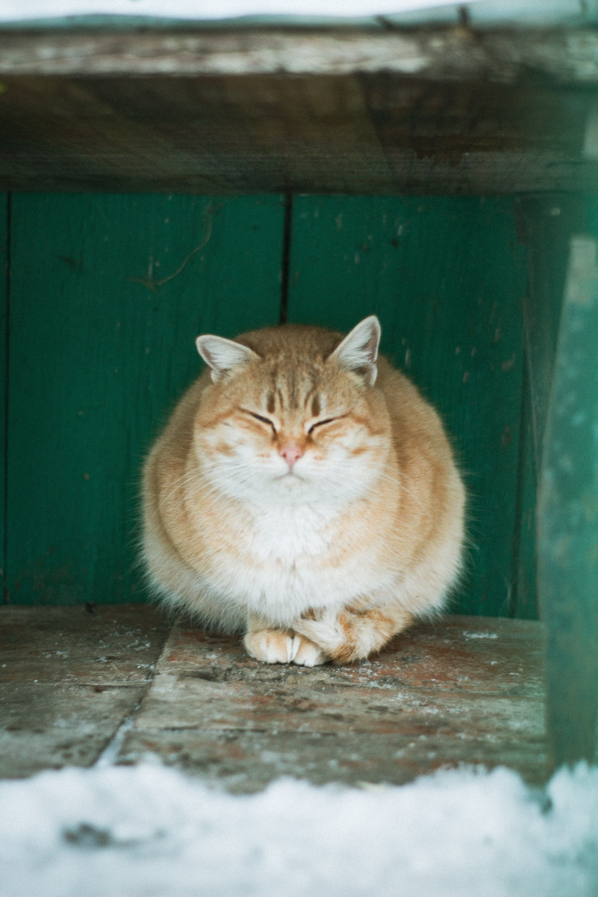 Милые создания