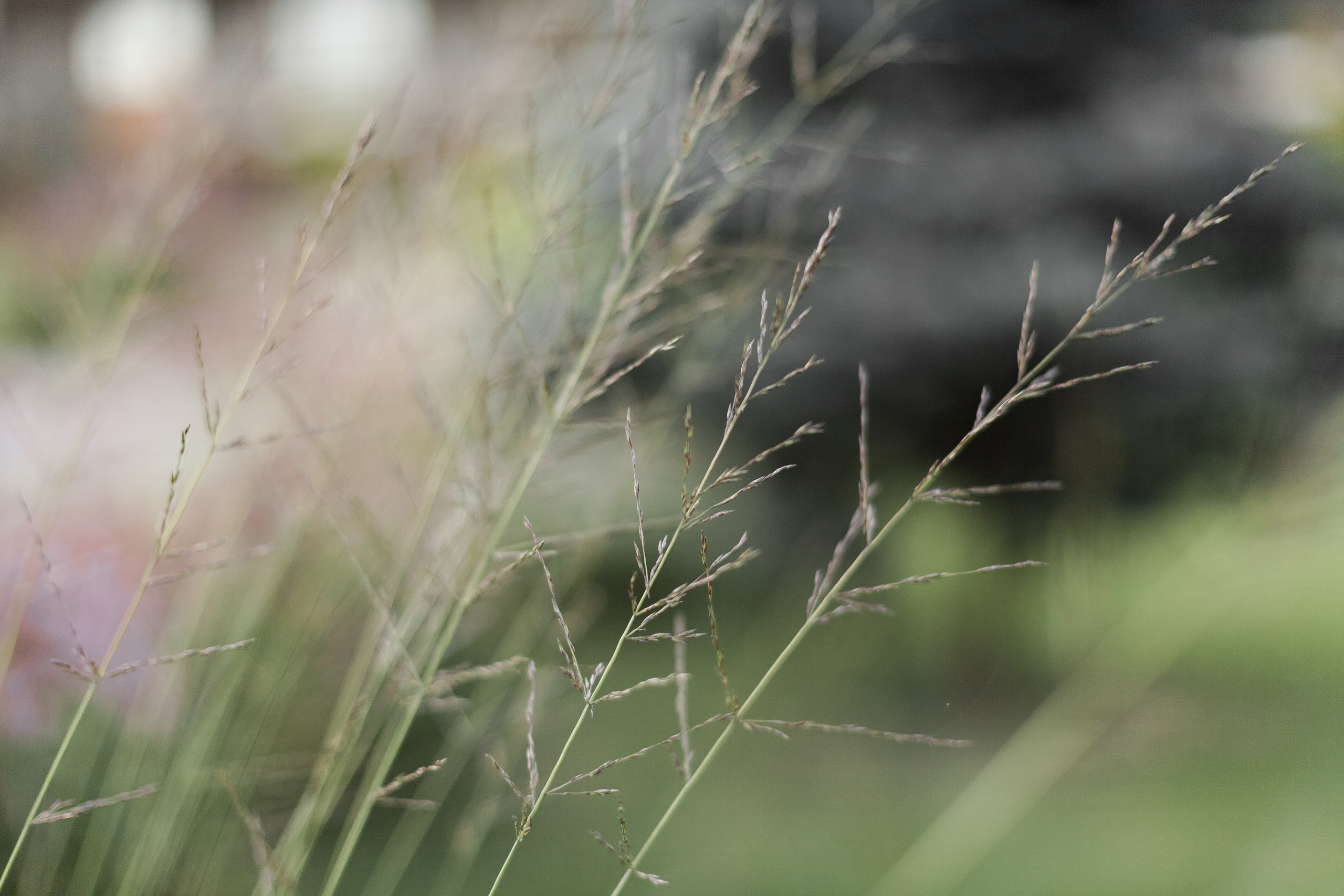 Платоша. Семейный и детский фотограф в Москве