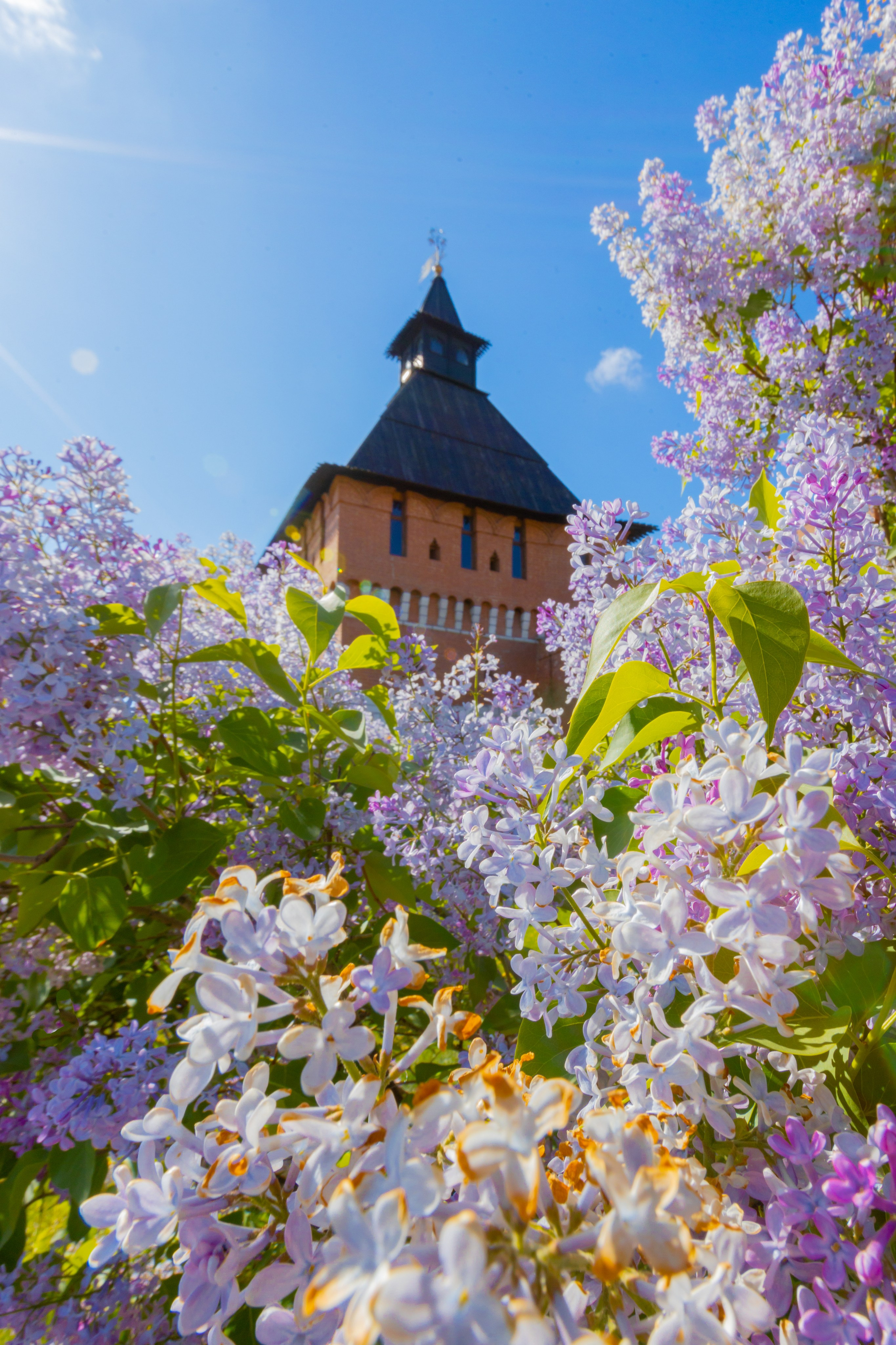 Весеннее цветение в Туле. Фотограф в Туле Крупский АнДРей. Фотостудия «КАДР71» в Туле