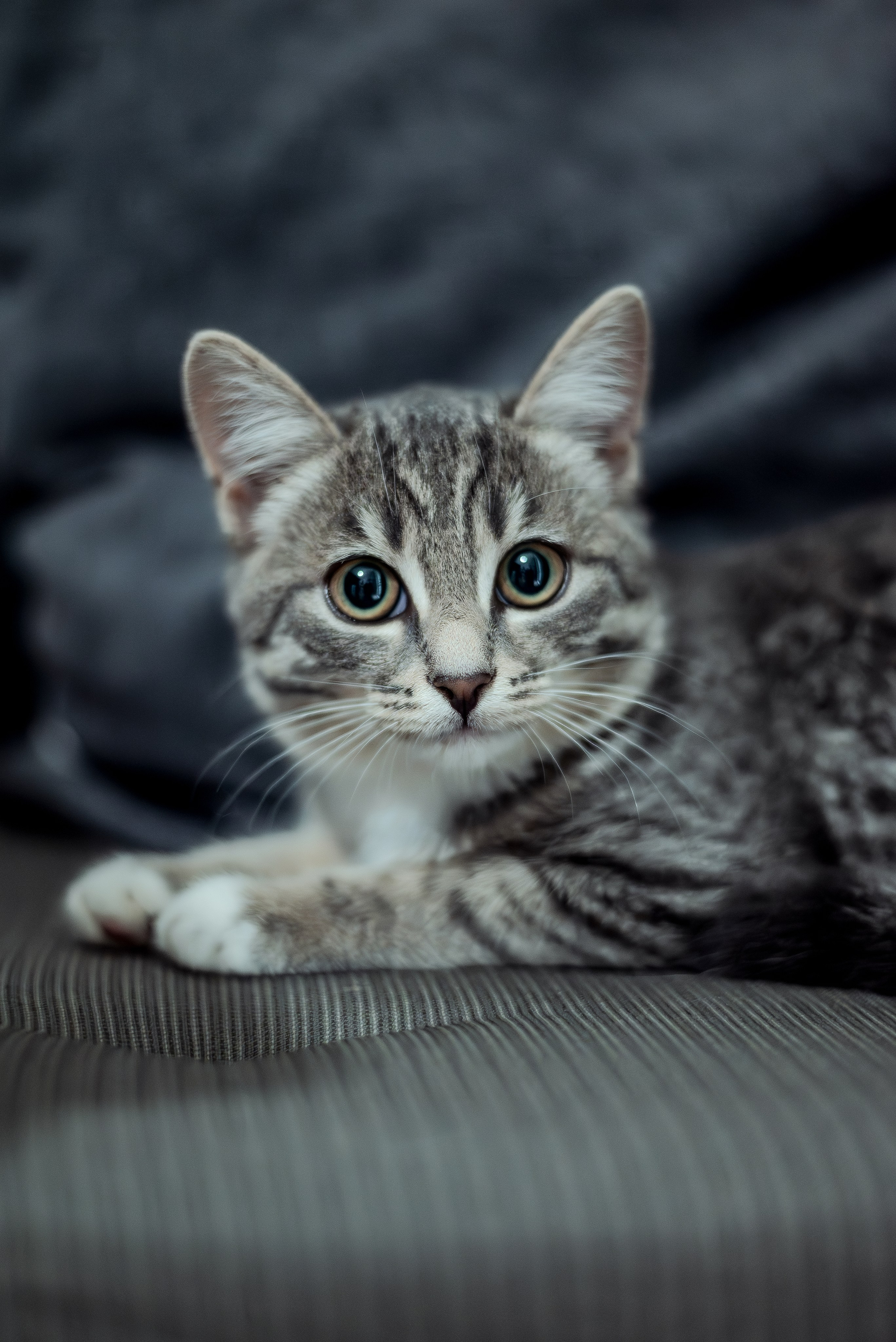 Энималс. Место {не}банальных фото