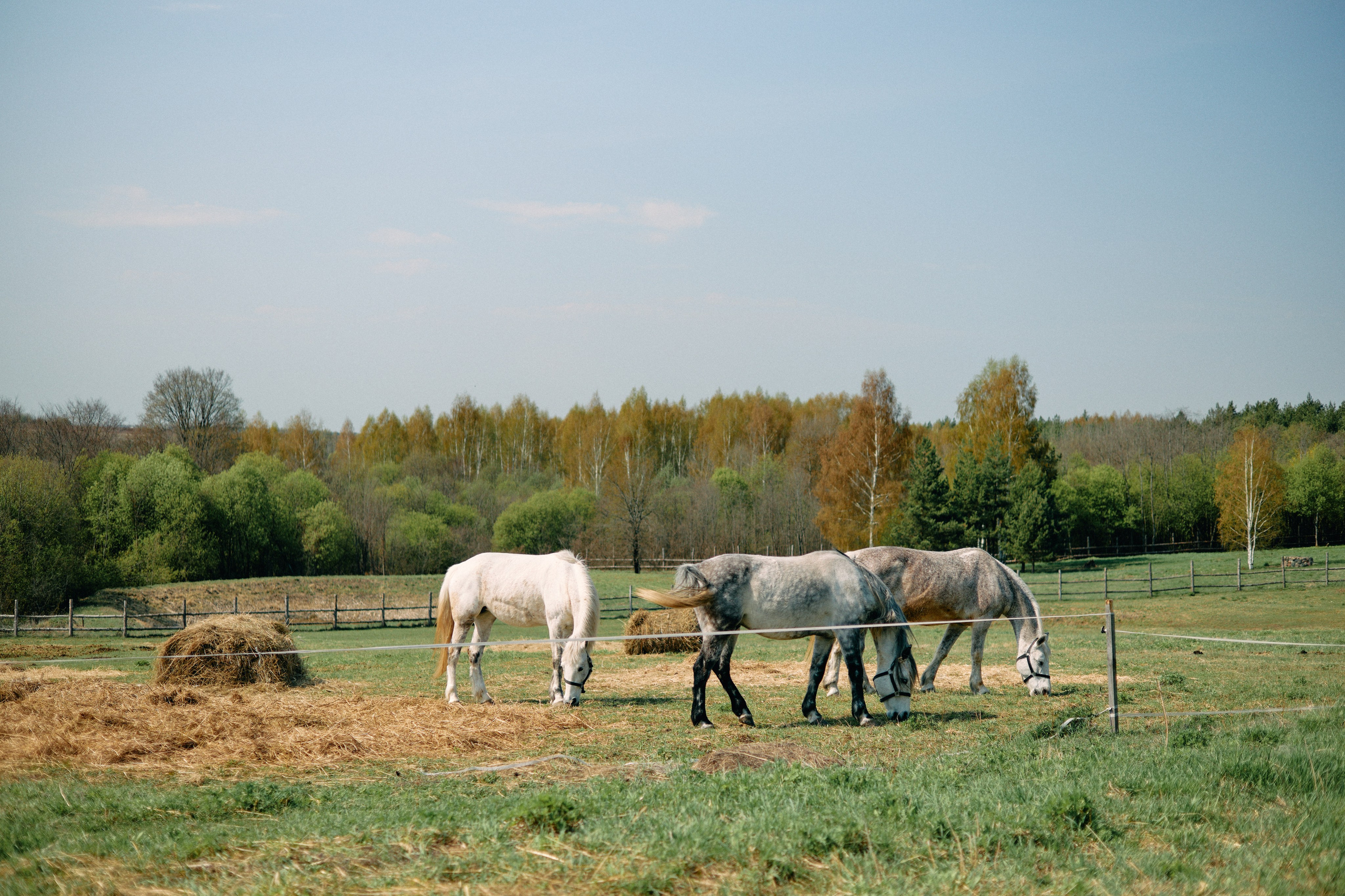 Бутик-отель Поле летом. Профессиональный Фотограф во Владимире, в Москве и в Суздале — Полина Романычева