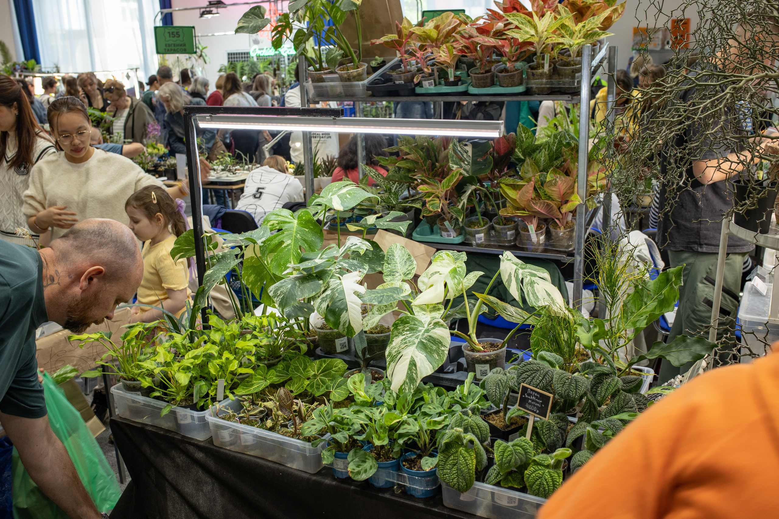 Орхидиум июнь 2024. Александра Куликова фотограф, Москва