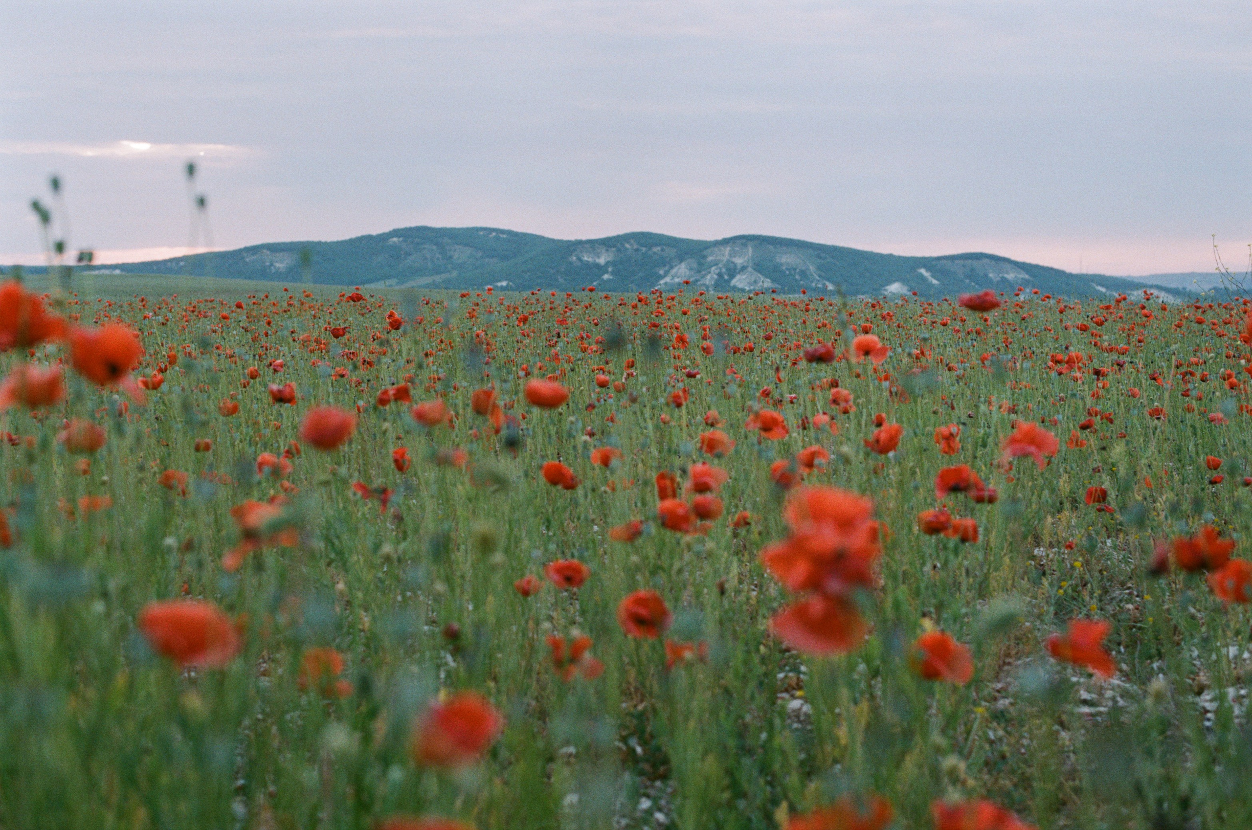 The drugs don't work // ukraine, crimea V. EVER EXPOSED