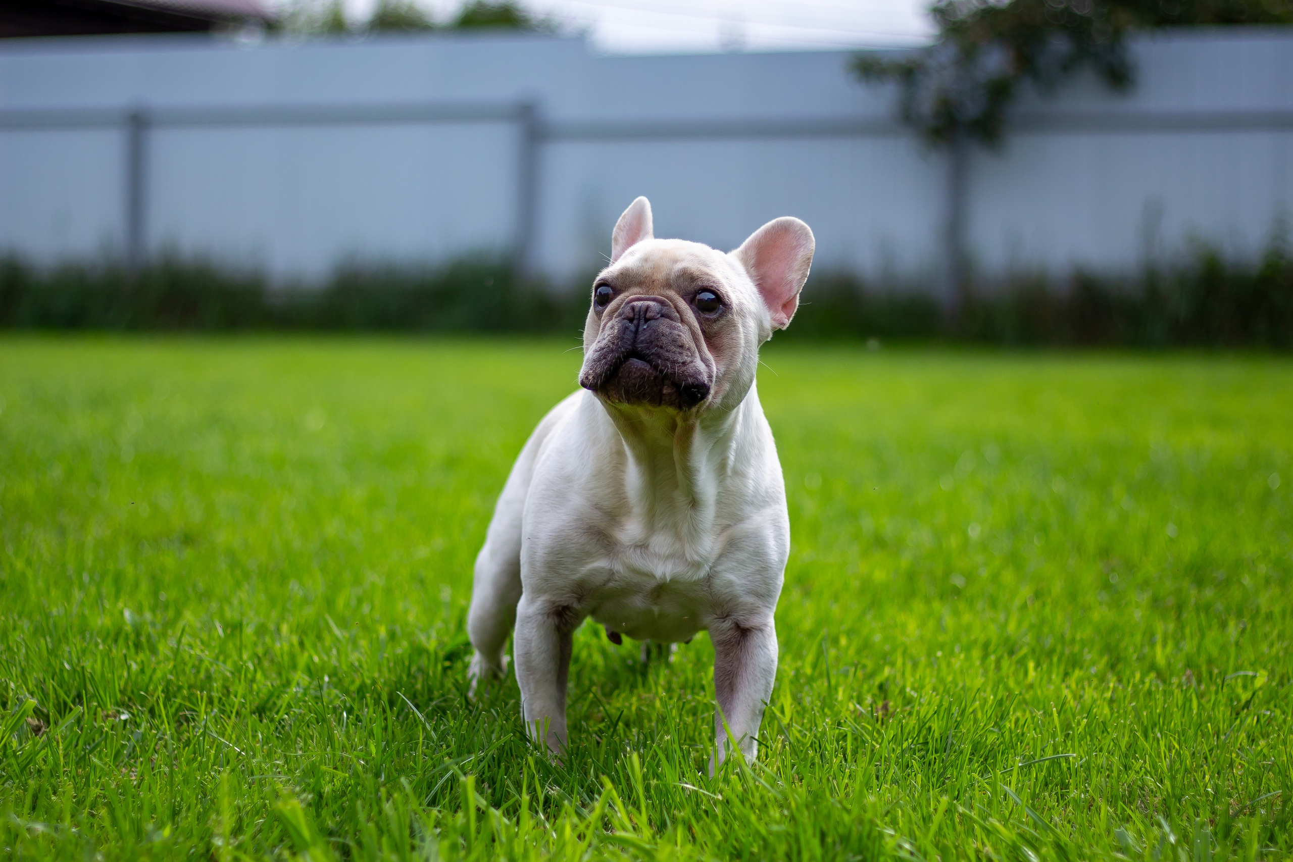 Собачья жизнь — Зоогостиница «Счастливые мечтатели». Фотограф • Орехово-Зуево • Балашиха • TEFO