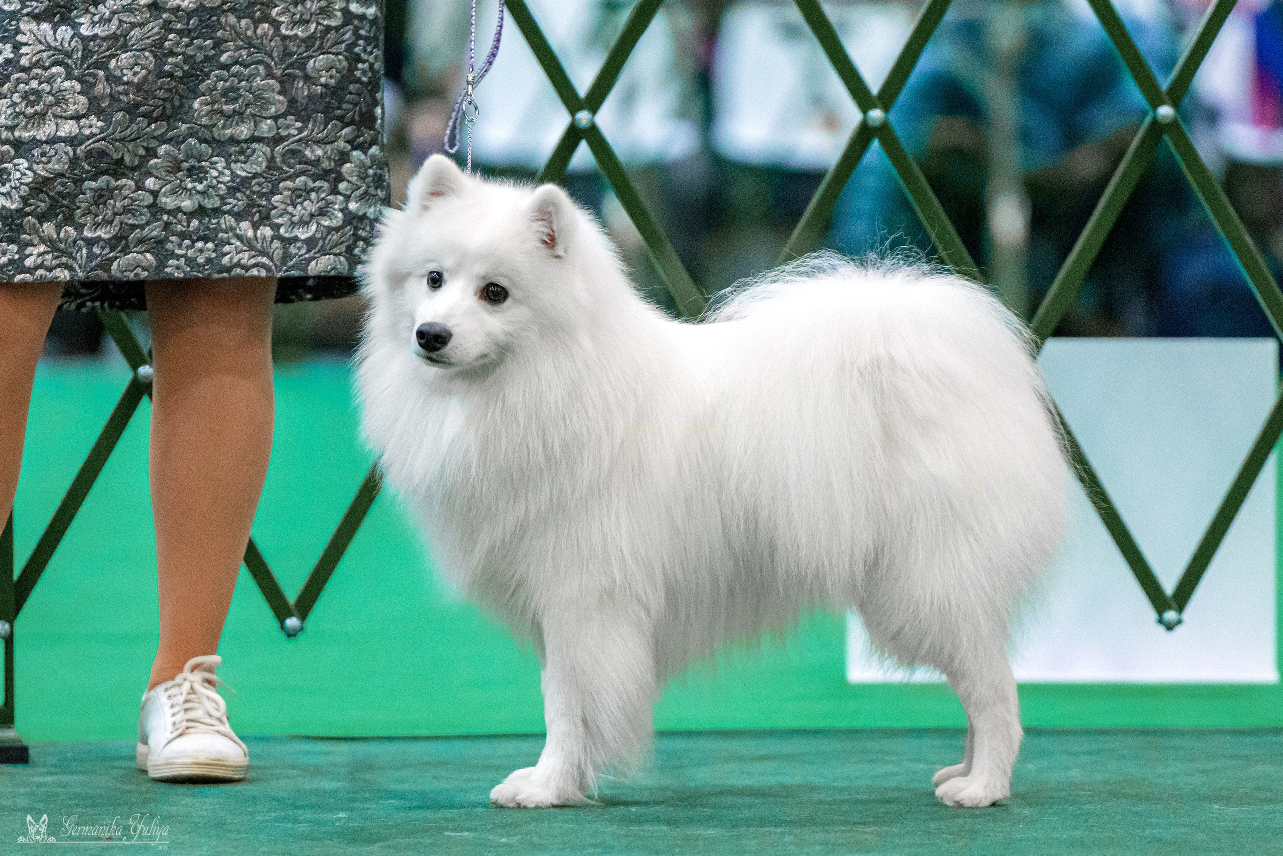 Сфера 29.10,Крокус 4.11,Сфера 12.11.2023. Фотограф-анималист Юлия Германика