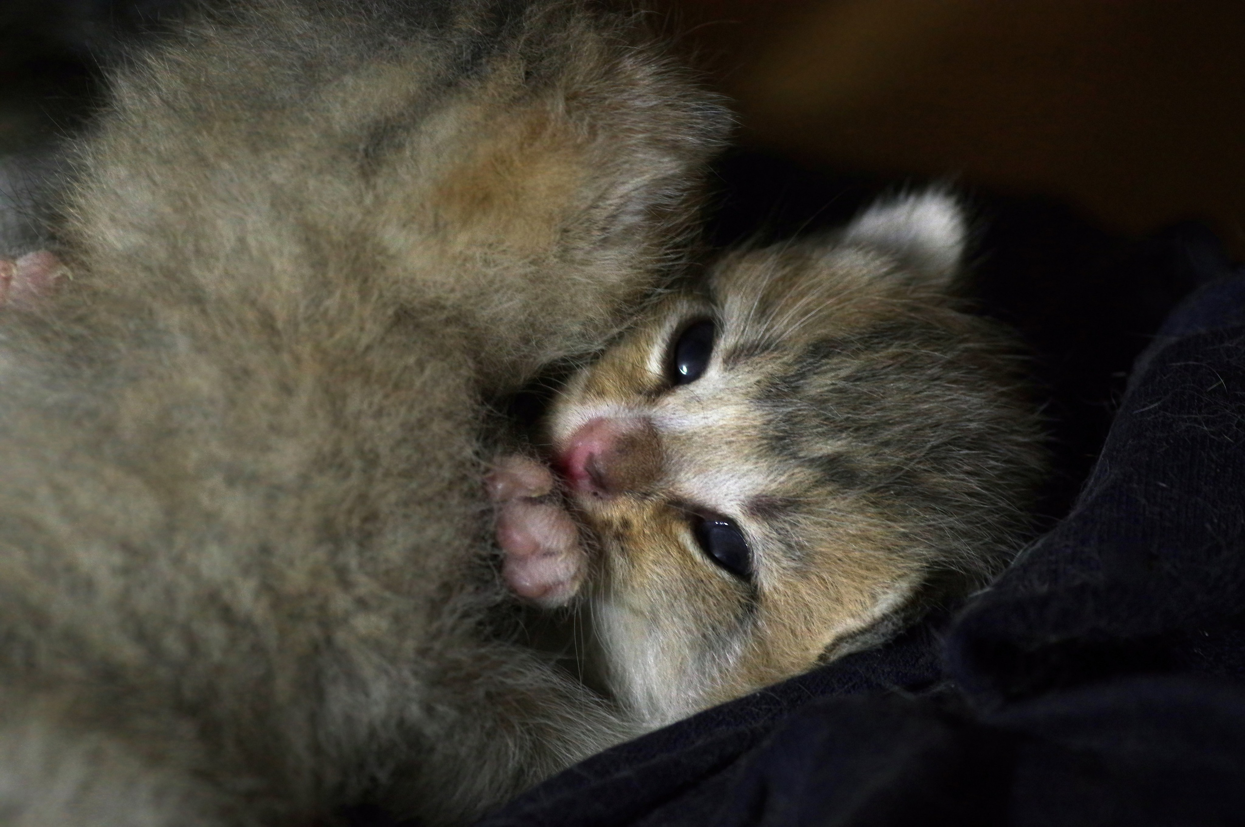 Котятам 13 дней. Вадим Шейдин