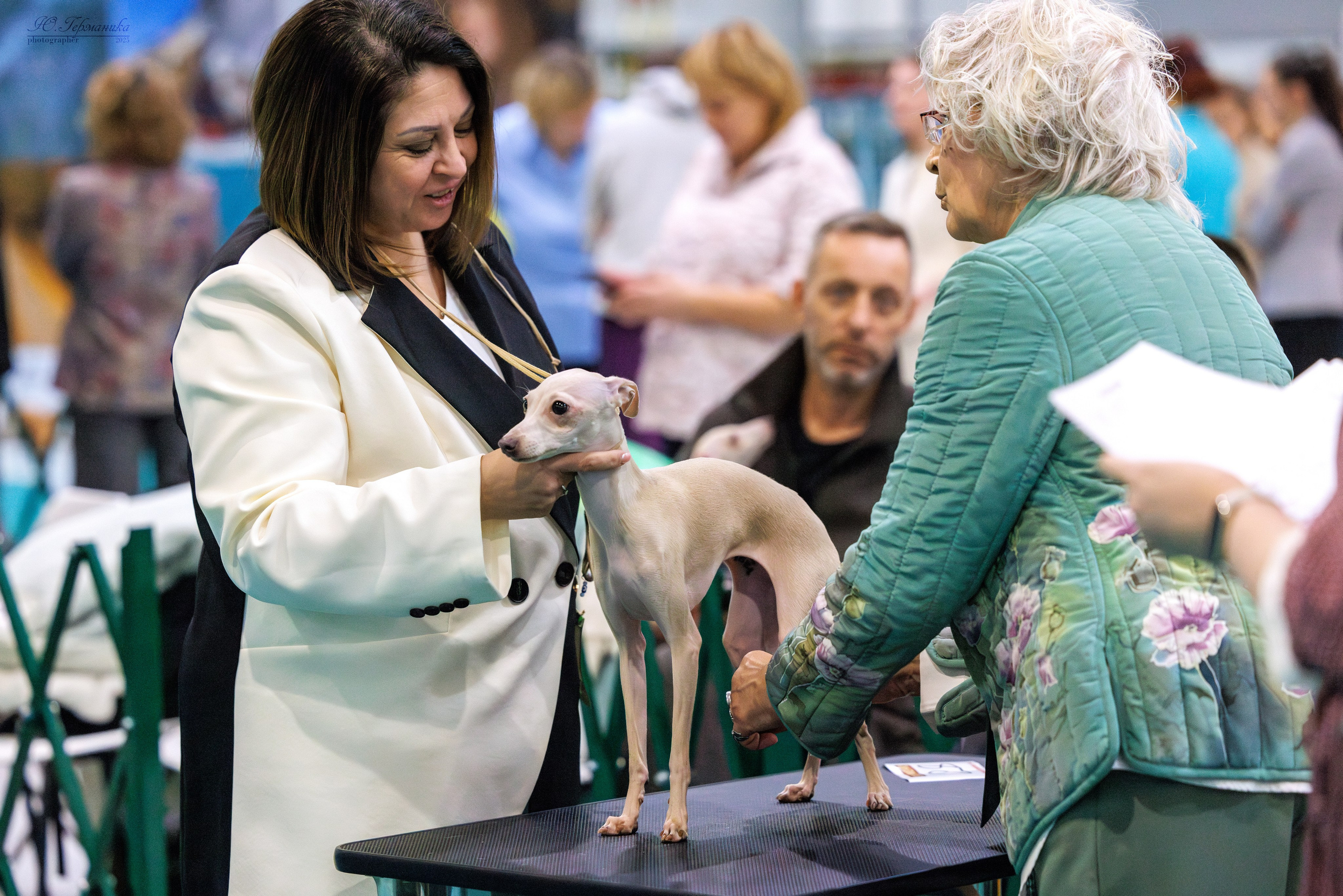 Питер ротвейлеры 18.01,Крокус 19.01.2025. Фотограф-анималист Юлия Германика
