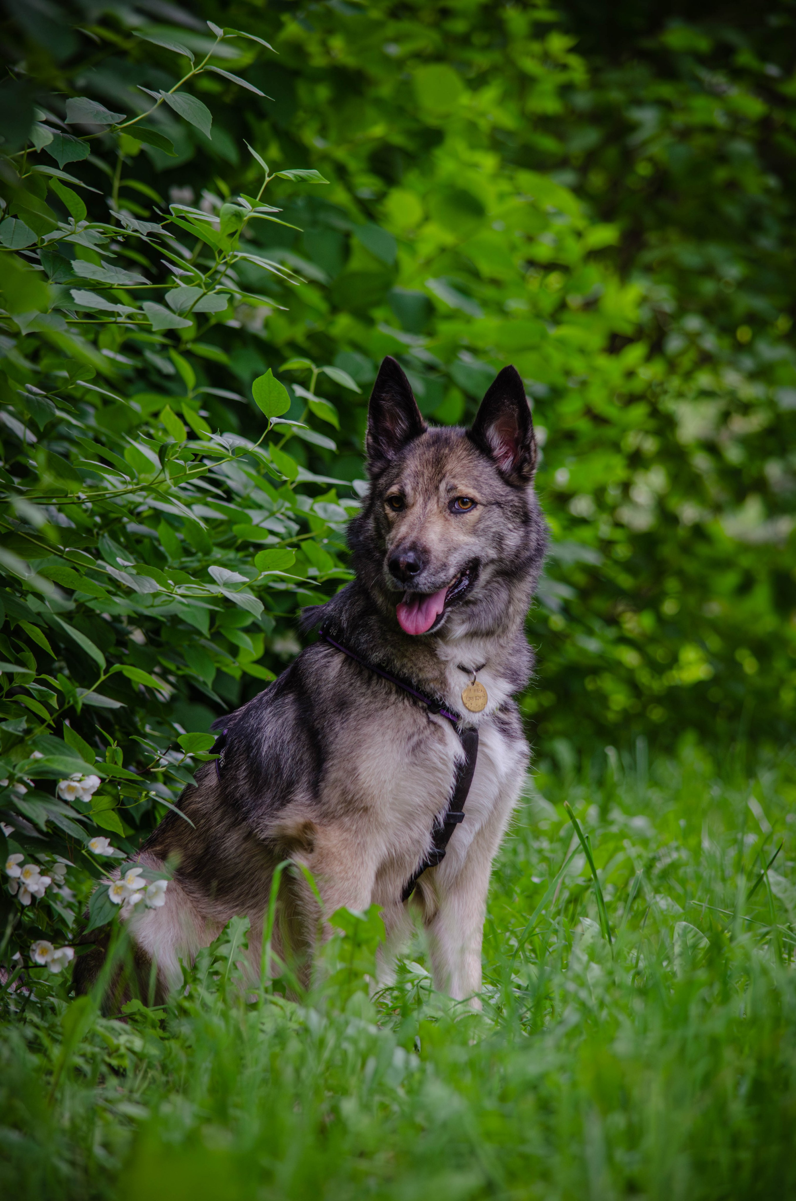 Мира и Чиж. Фотограф Светлана Блинова, Москва и Московская область
