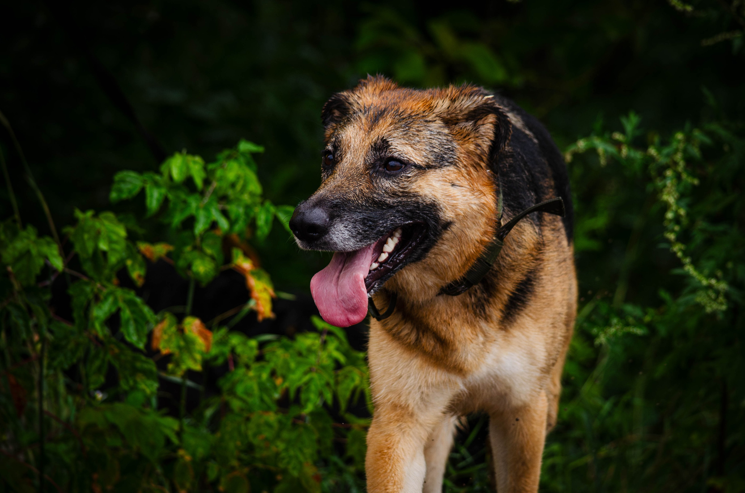 Арья и Оззи. Фотограф Светлана Блинова, Москва и Московская область