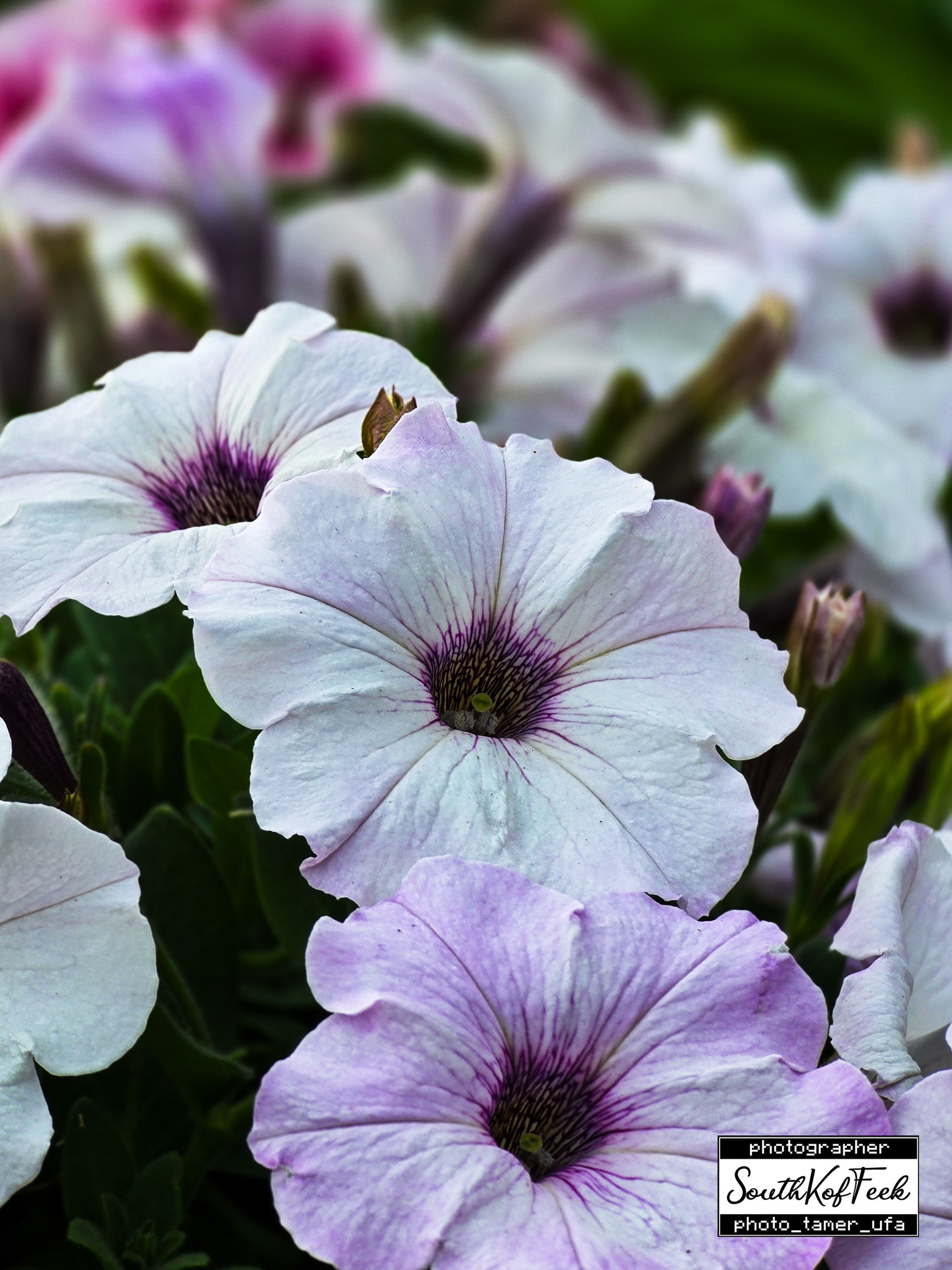 Цветы?. Photo Tamer Ufa