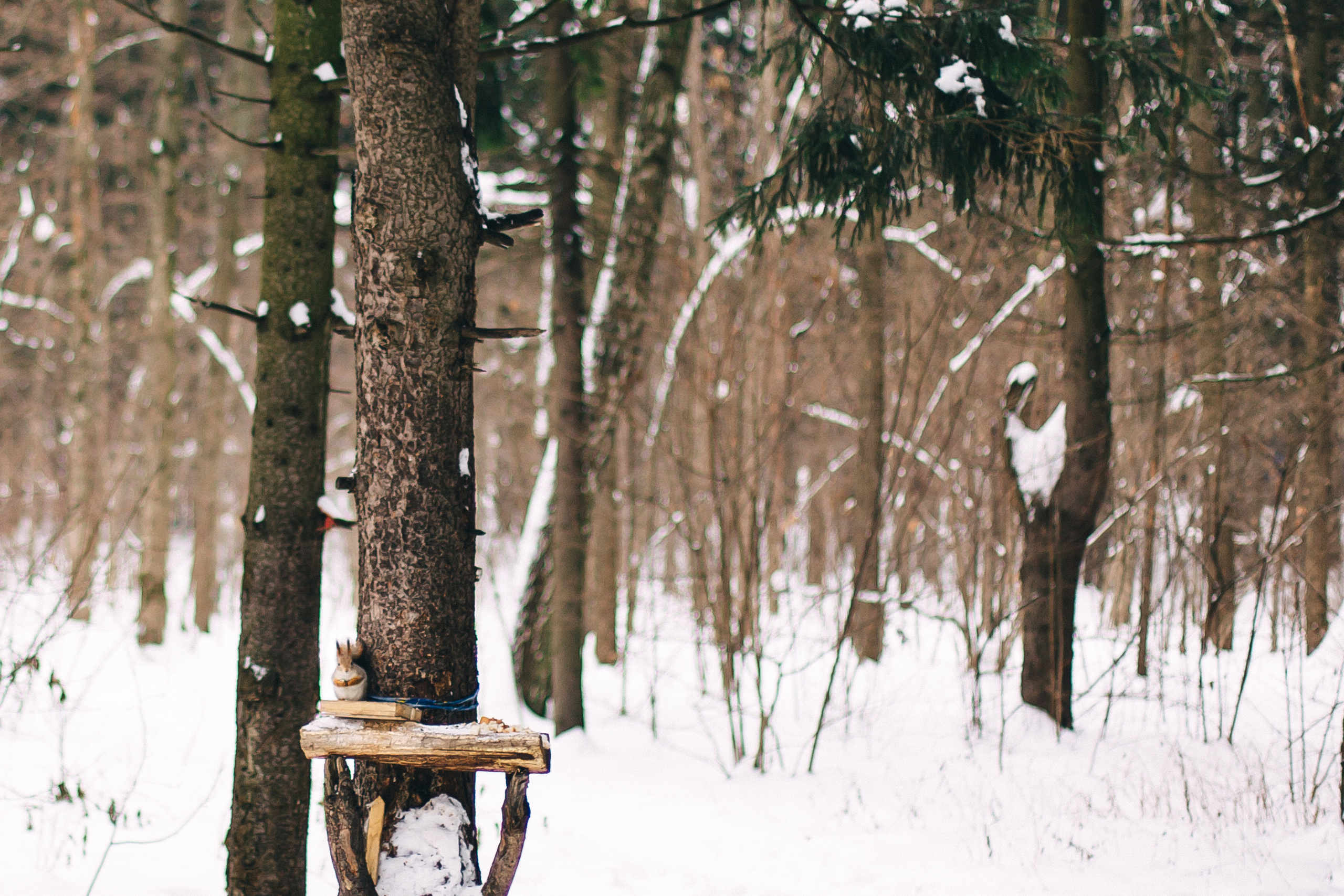 Маленькая радость в заснеженном лесу. Душевный фотограф Ваших самых ярких событий Марина Погребняк