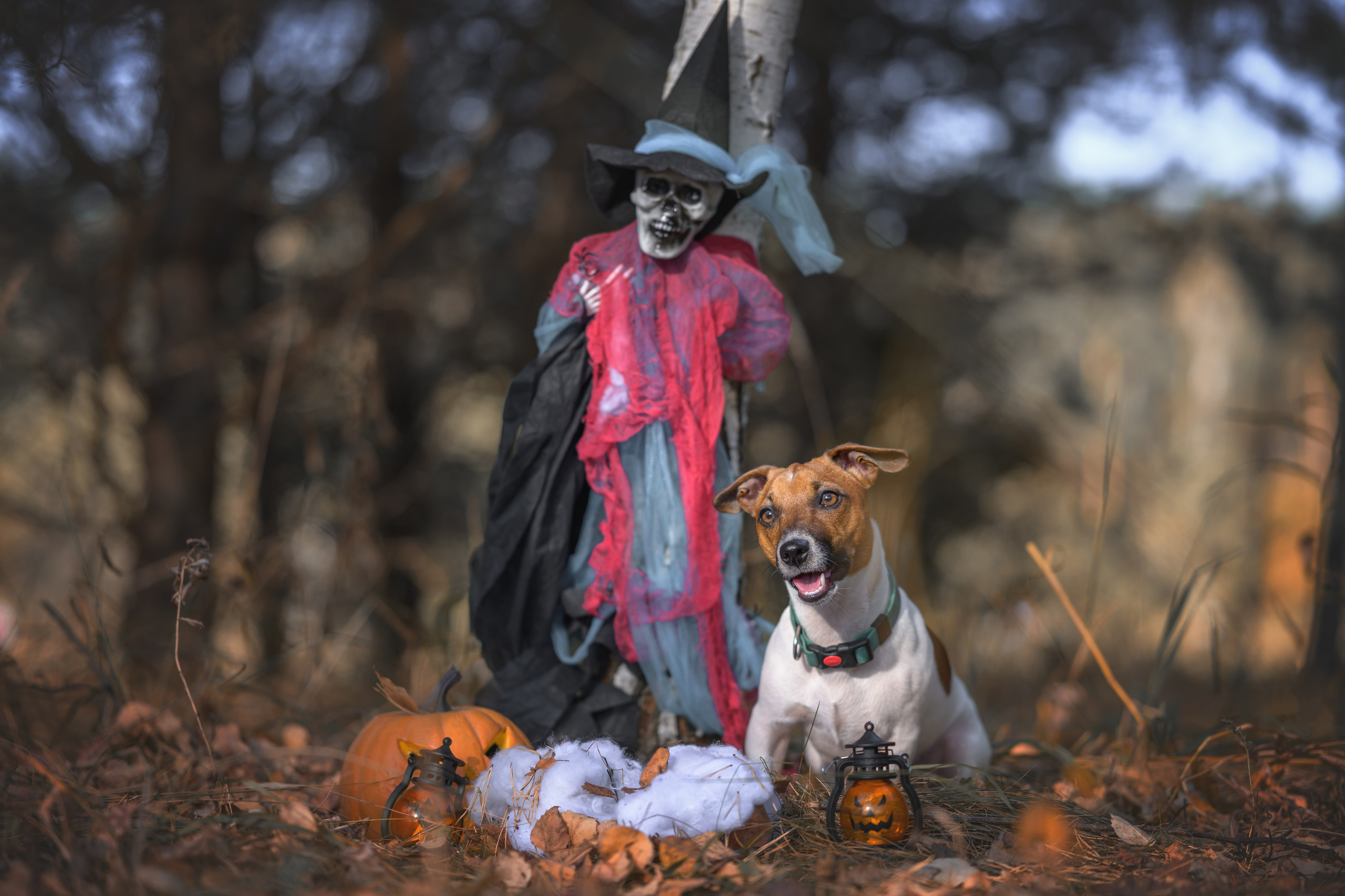 Хэллоуин. Фотограф Анималист в Москве Анастасия Жучкова