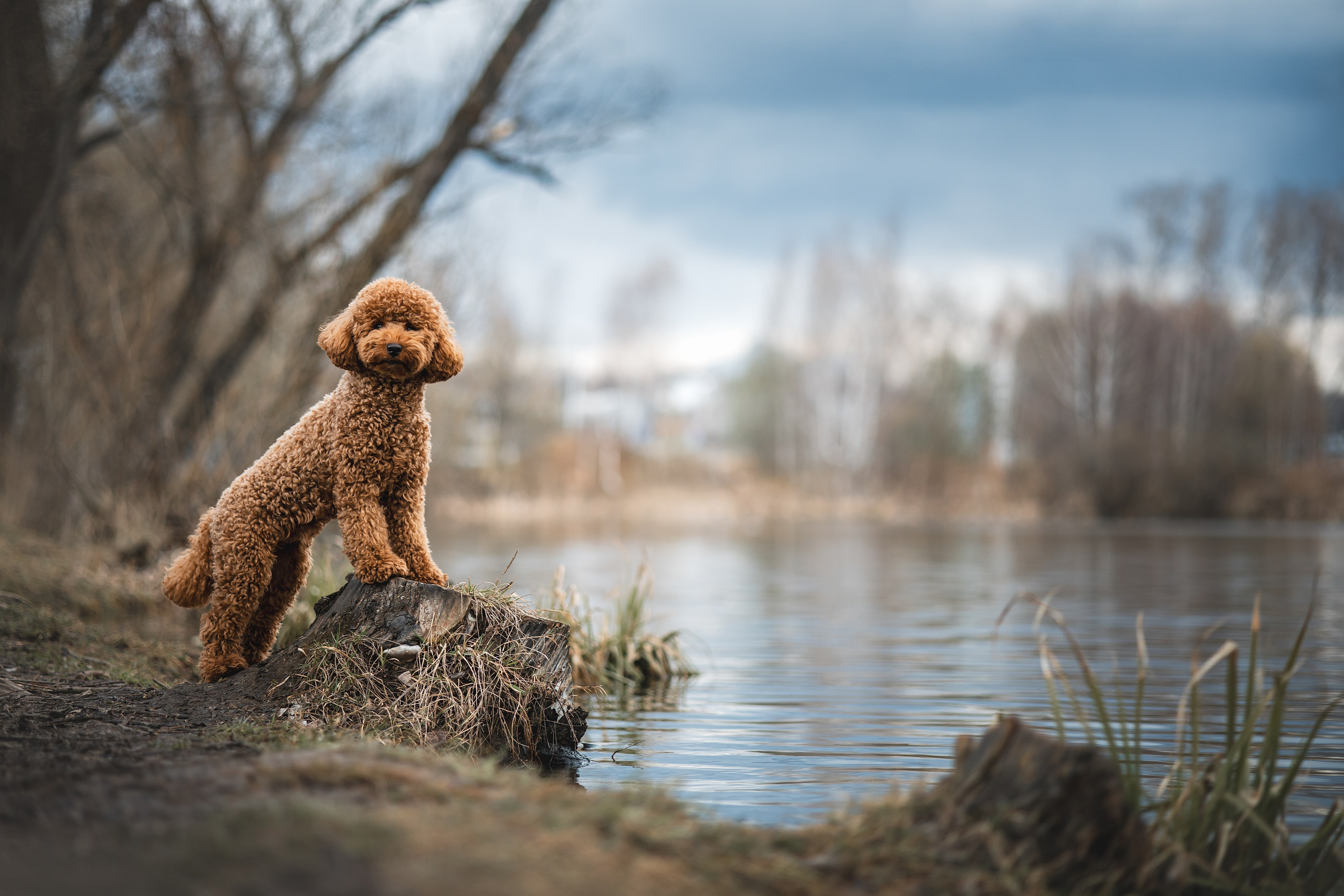 Джек. Фотограф Анималист в Москве Анастасия Жучкова