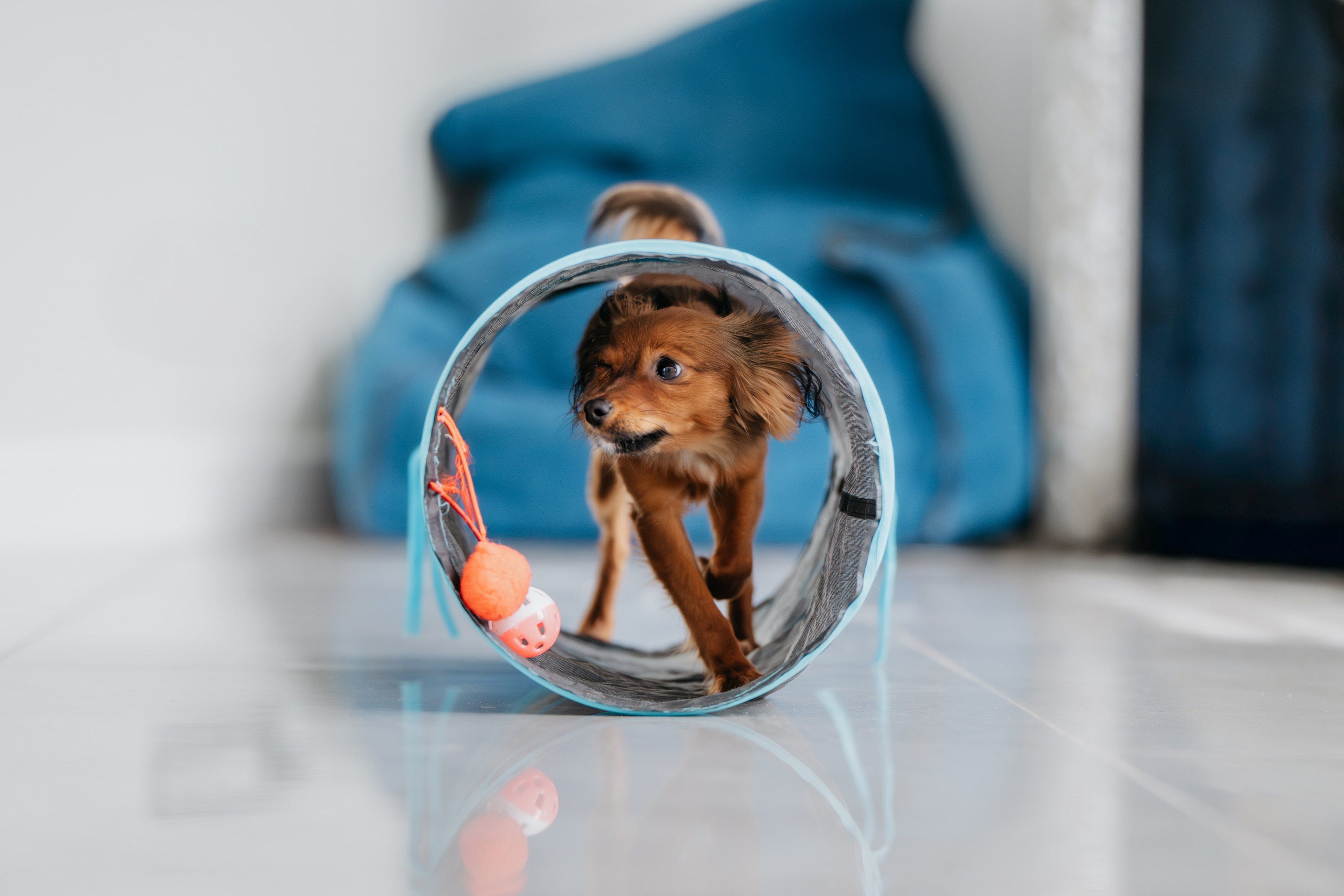 Домашняя съемка. Фотограф Анималист в Москве Анастасия Жучкова