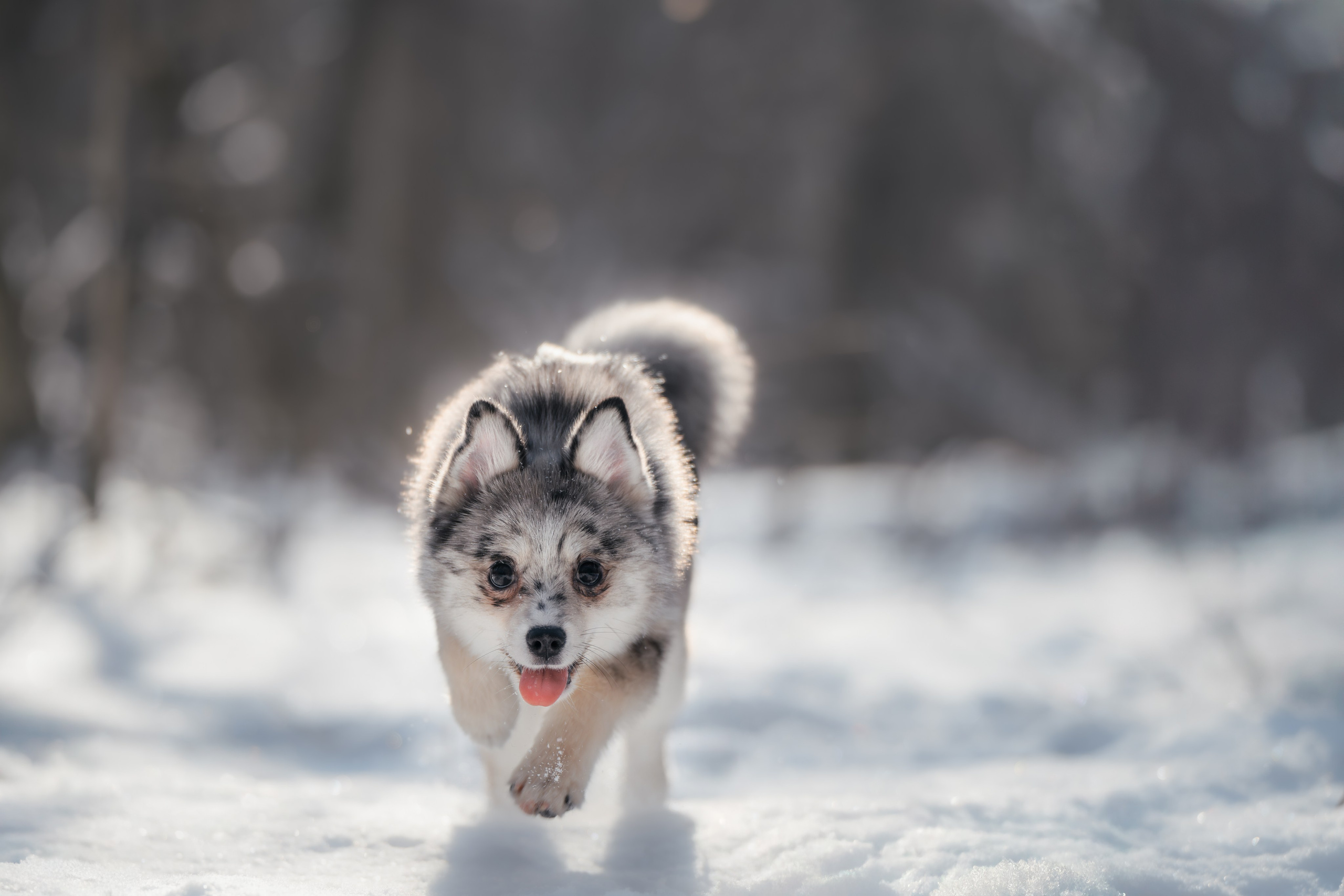 4 щенка помски. Прогулка в лесу. Фотограф Анималист в Москве Анастасия Жучкова