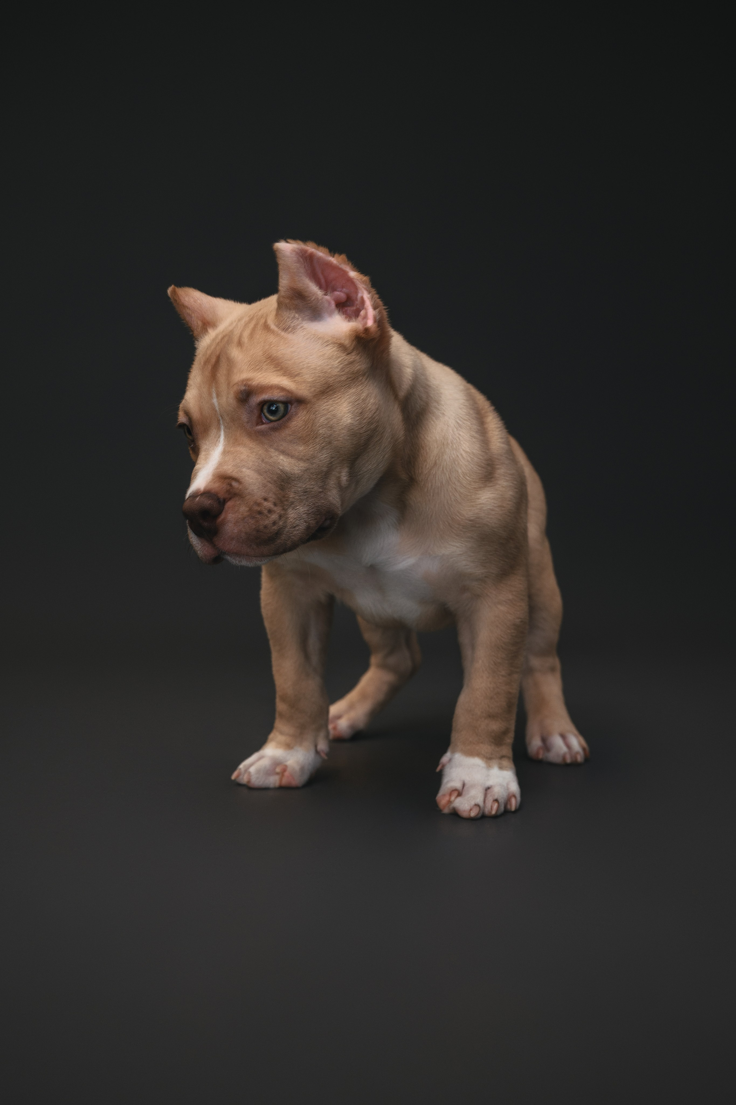 Булли. Фотограф Анималист в Москве Анастасия Жучкова