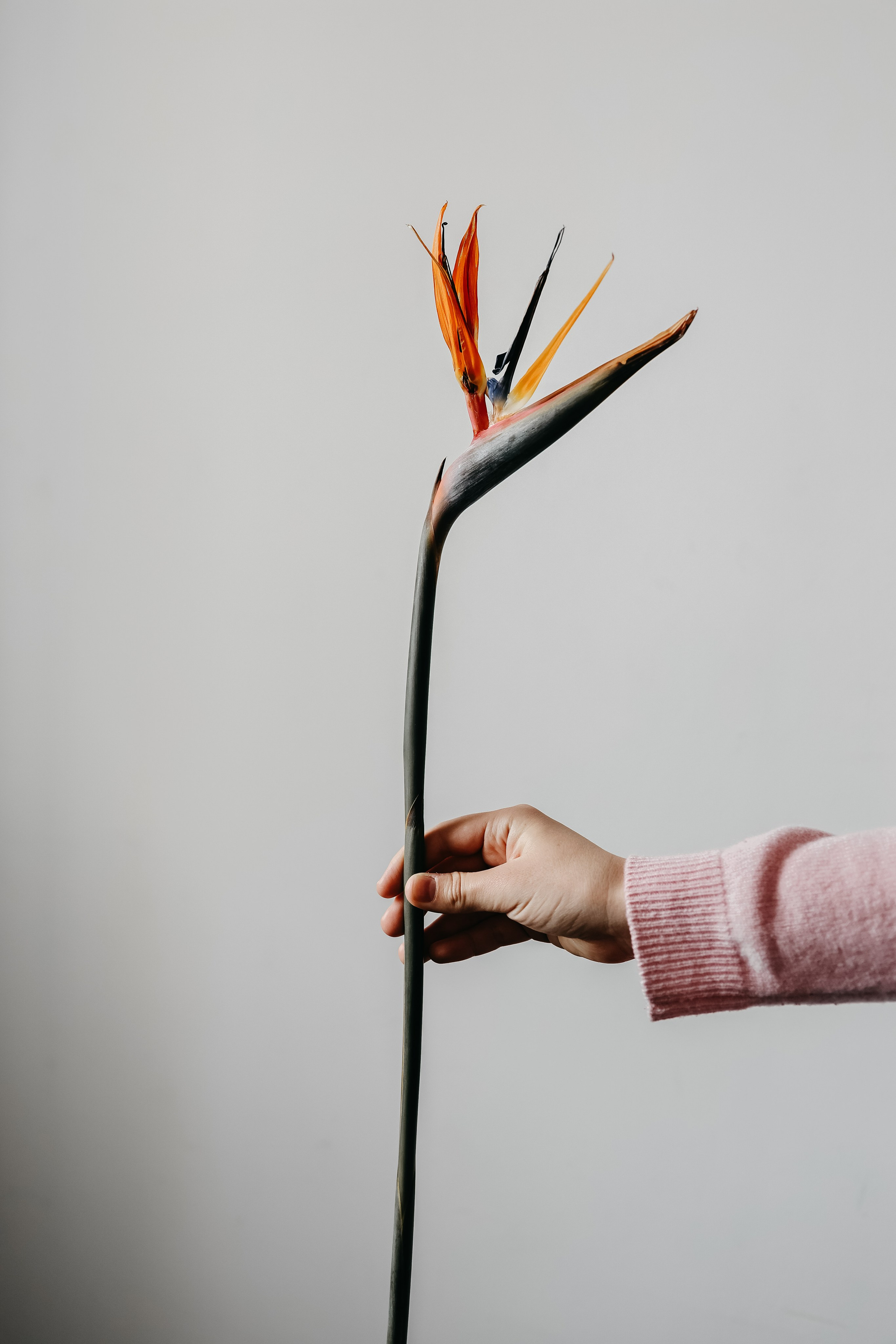 Анастасия. Свадебный и семейный фотограф в Воронеже Ксения Воротникова