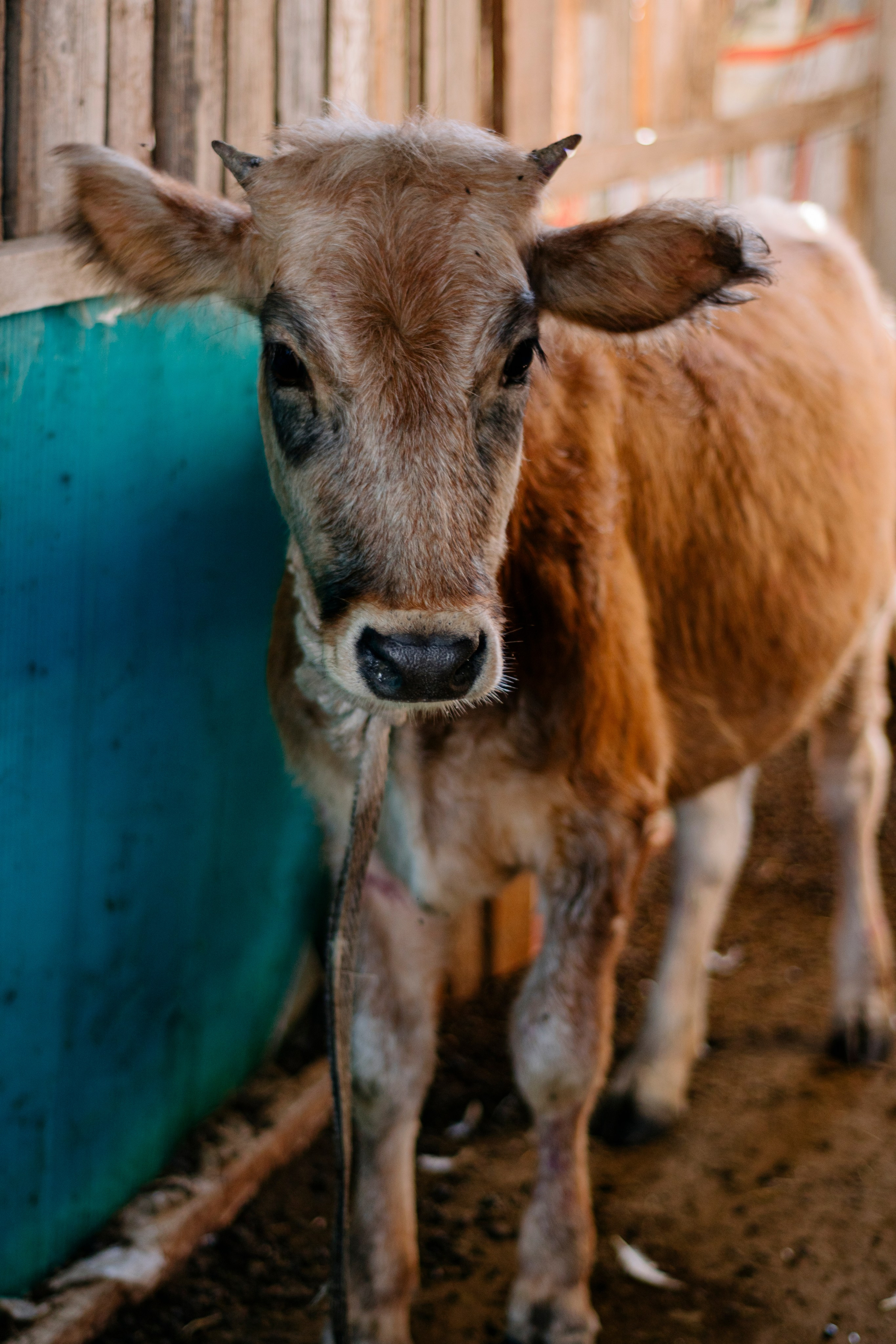 Абхазия. Iraogo