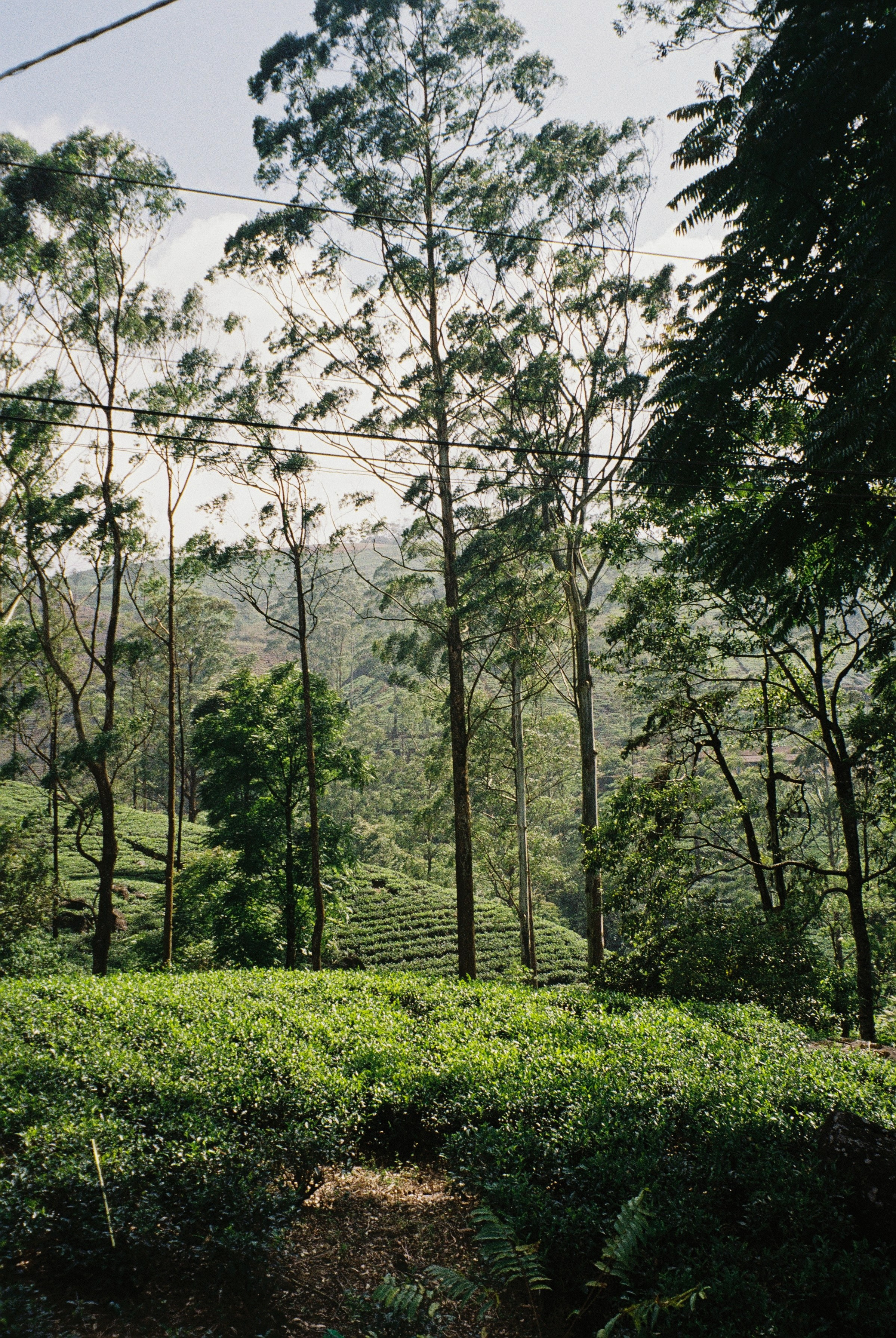 Пленка. Фотограф Ирина Гринько Тольятти Самара Москва